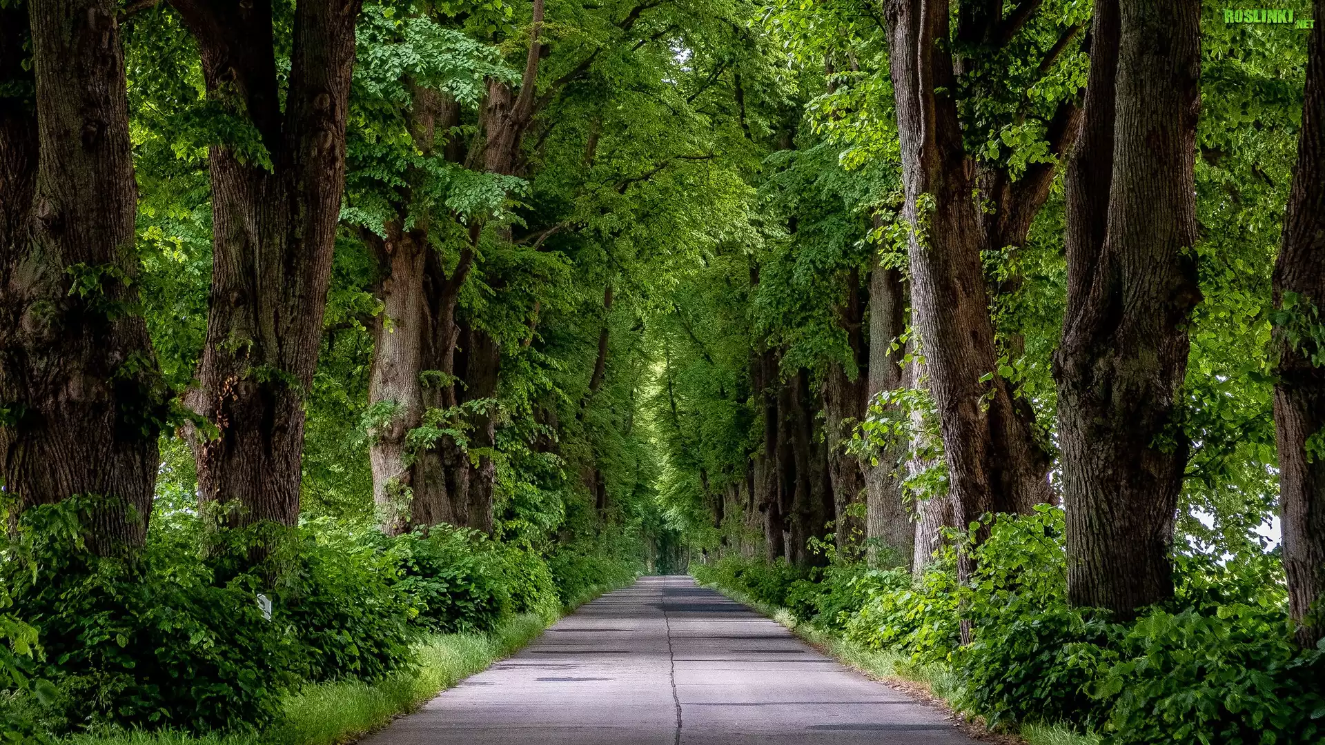 Droga, Zielone, Drzewa