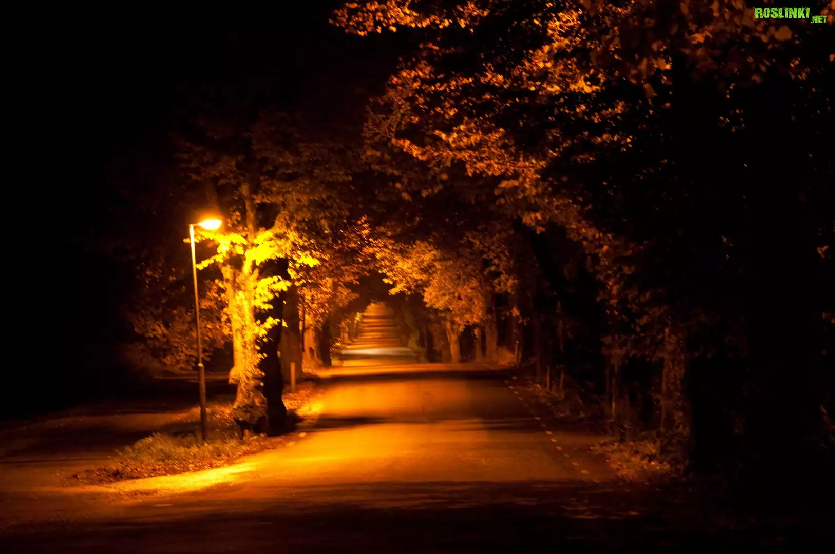 Droga, Drzewa, Lampa, Oświetlenie