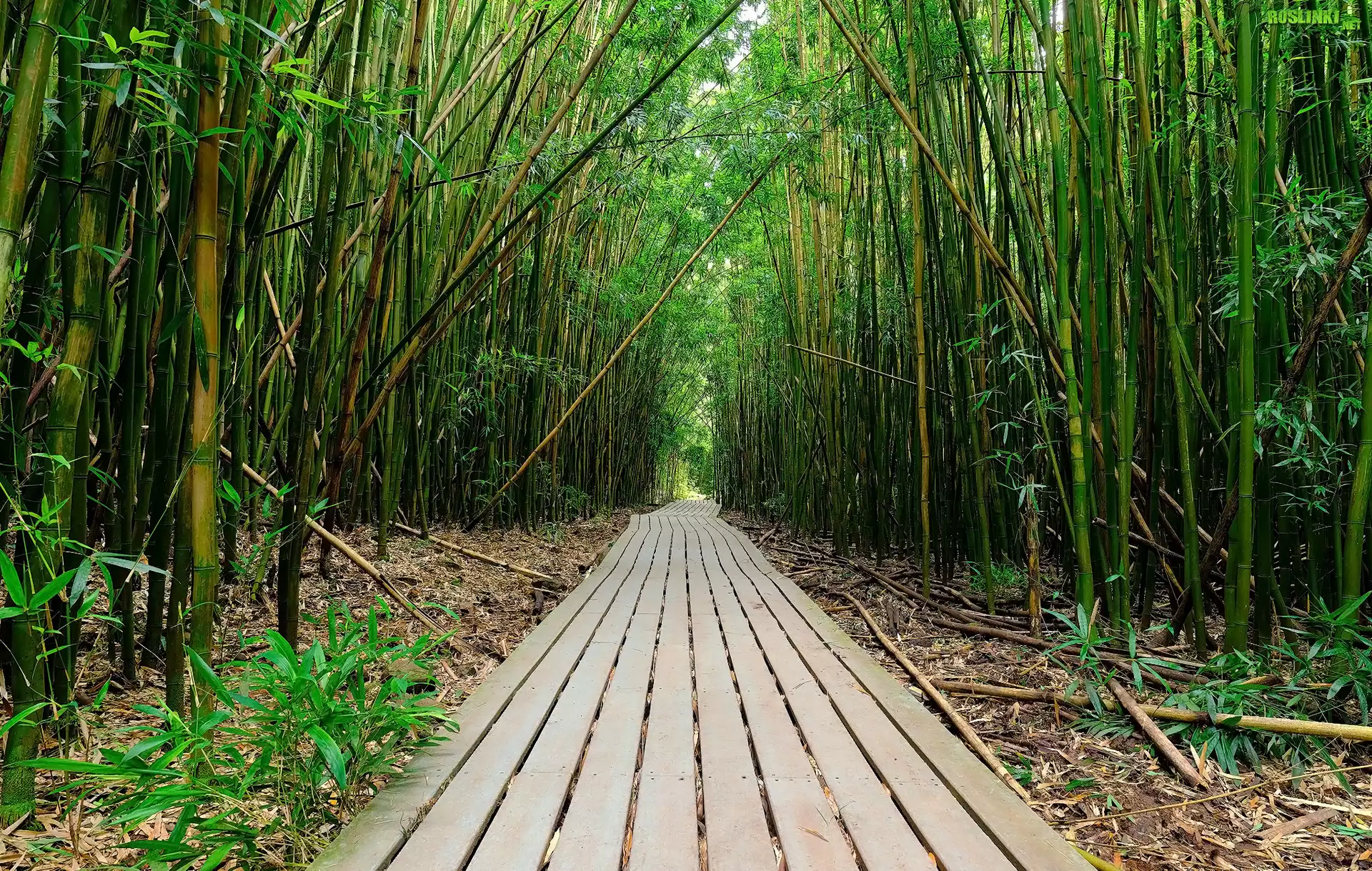 Las, Drzewa, Bambusy, Droga, Szlak Pipiwai, Park Narodowy Haleakala, Maui, Hawaje, Stany Zjednoczone