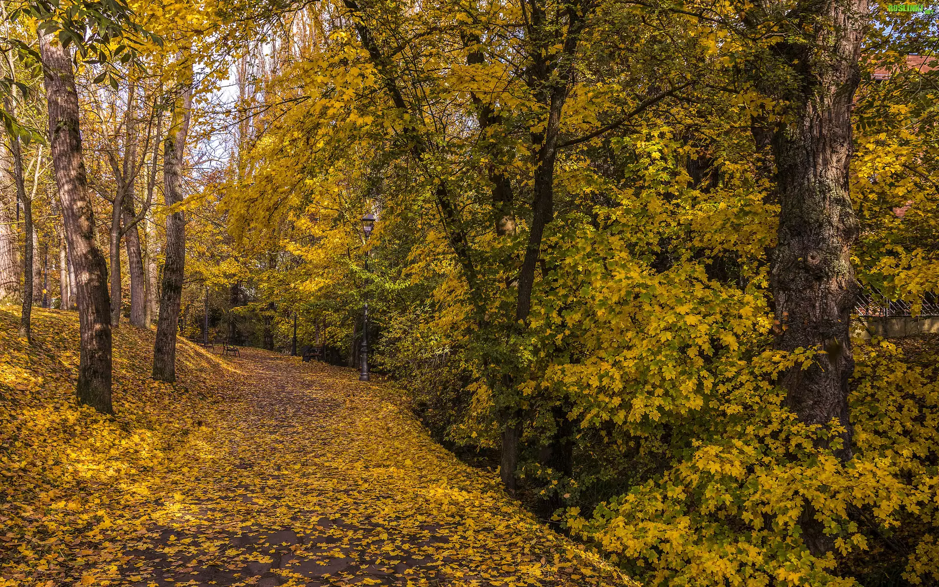 Park, Droga, Ławki, Latarnia, Drzewa, Liście, Jesień
