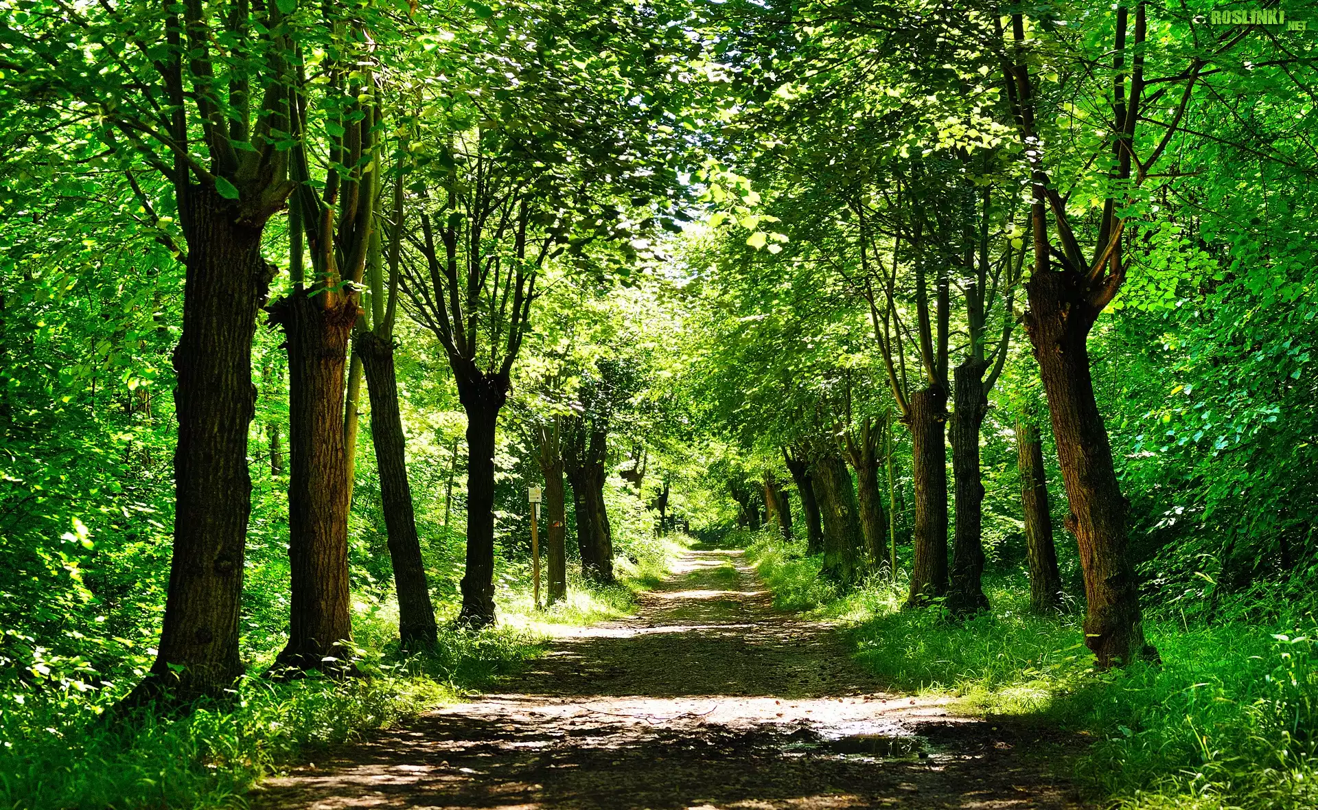 Park, Droga, Wiosna