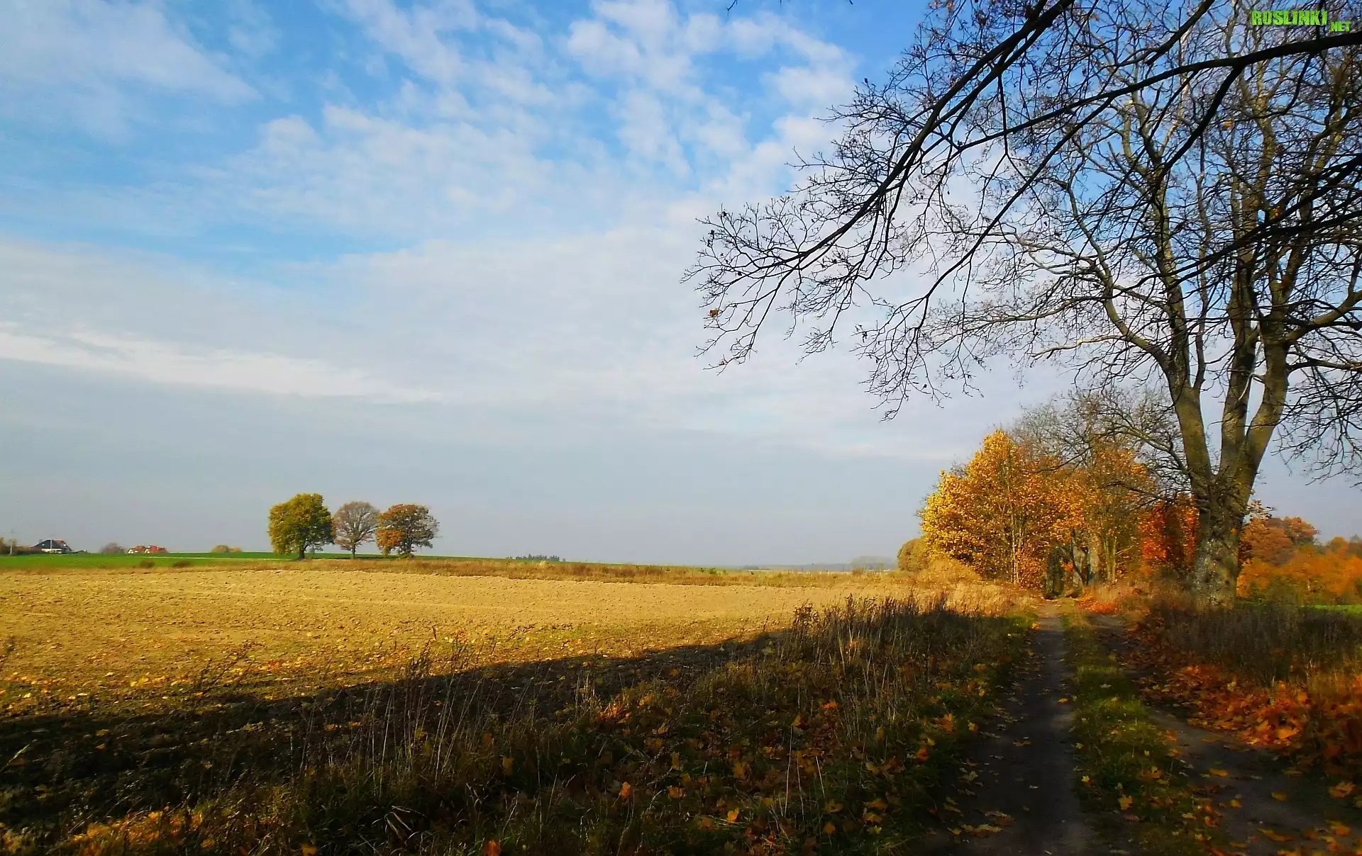 Polna, Droga, Jesień