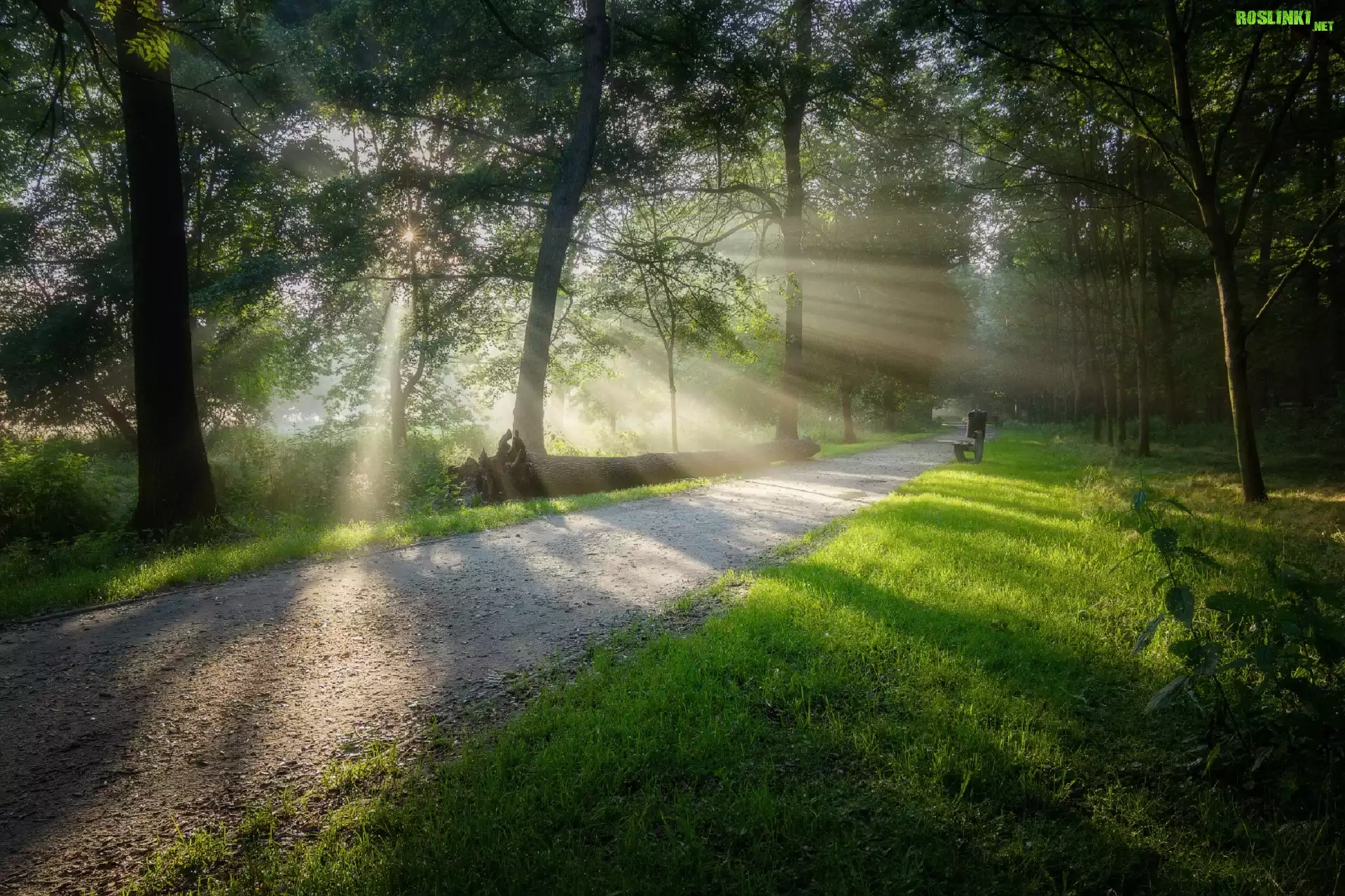 Park, Droga, Drzewa, Ławka, Powalone, Drzewo, Promienie słońca