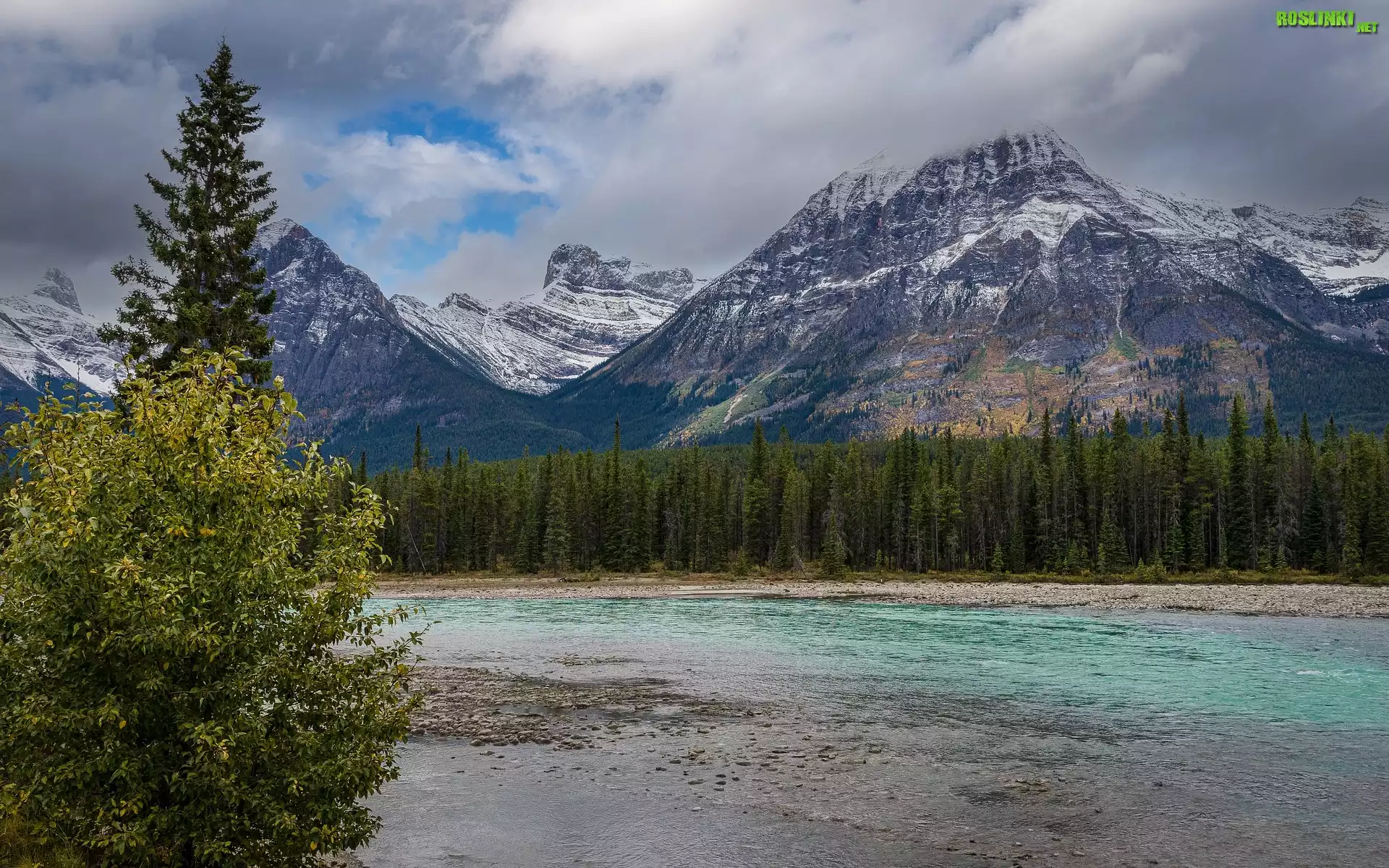 Drzewa, Las, Świerki, Park Narodowy Jasper, Góry, Góra, Mount Edith Cavell, Rzeka, Astoria River, Alberta, Kanada