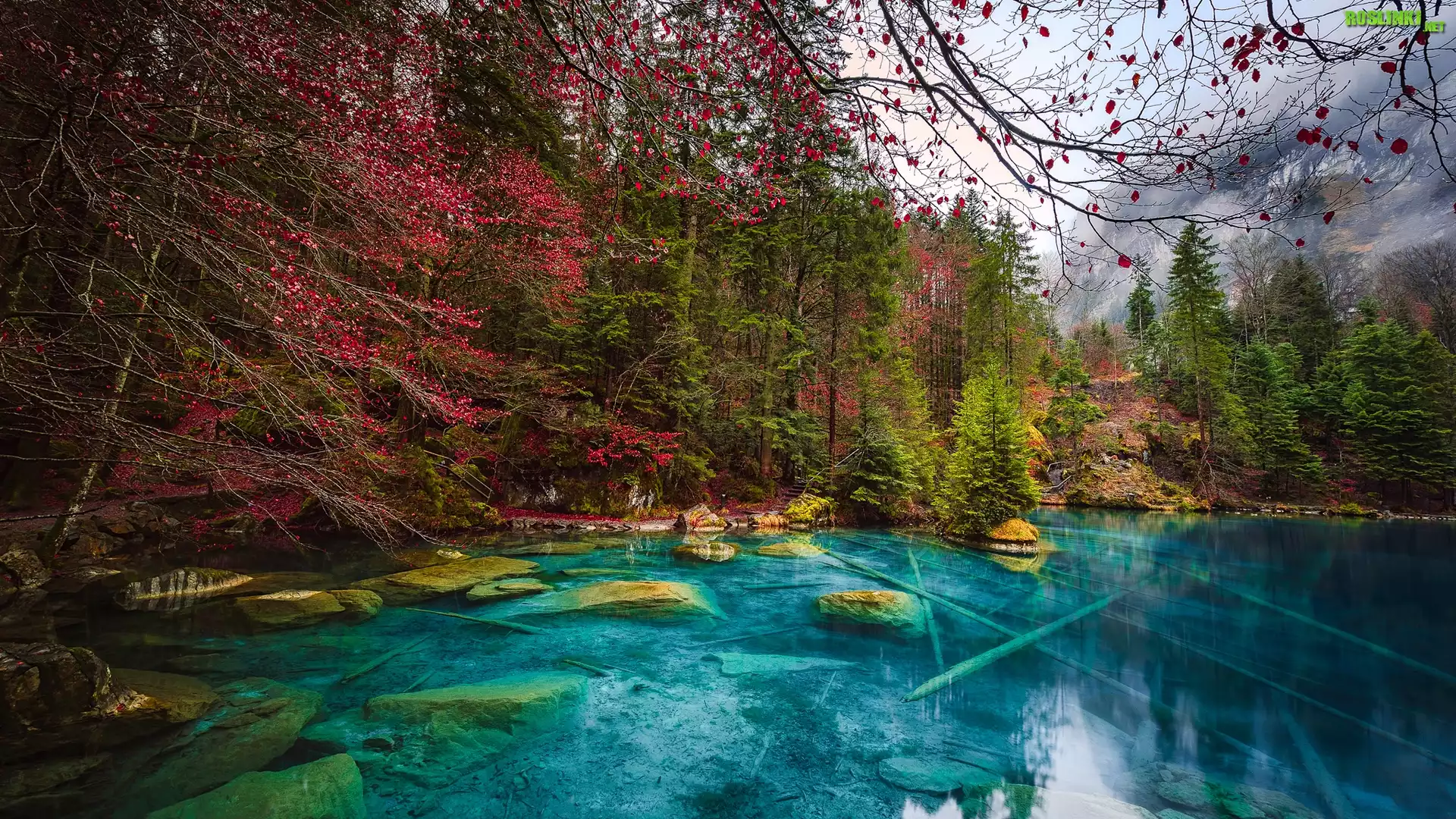Szwajcaria, Kanton Berno, Jezioro Blausee, Kamienie, Jesień, Las, Drzewa