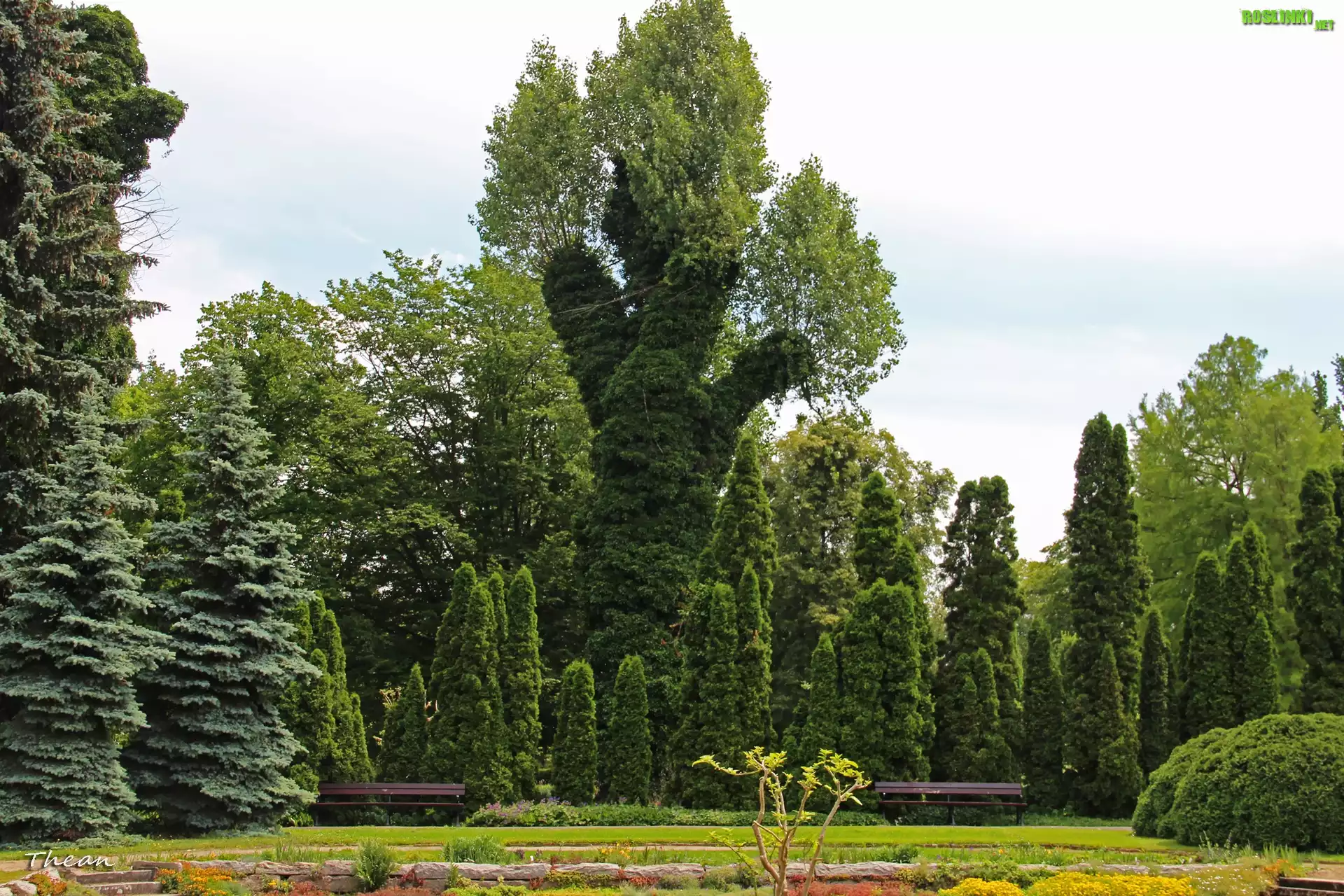 Drzewa, Ogród, Botaniczny, Poznań