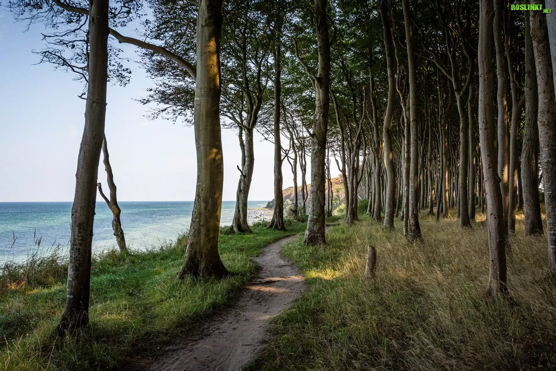 Drzewa, Las, Morze, Wybrzeże, Ścieżka, Chmury