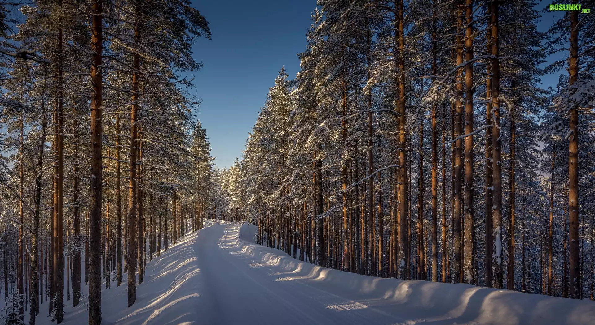 Finlandia, Prowincja Finlandia Wschodnia, Lieksa, Zima, Las, Droga, Drzewa