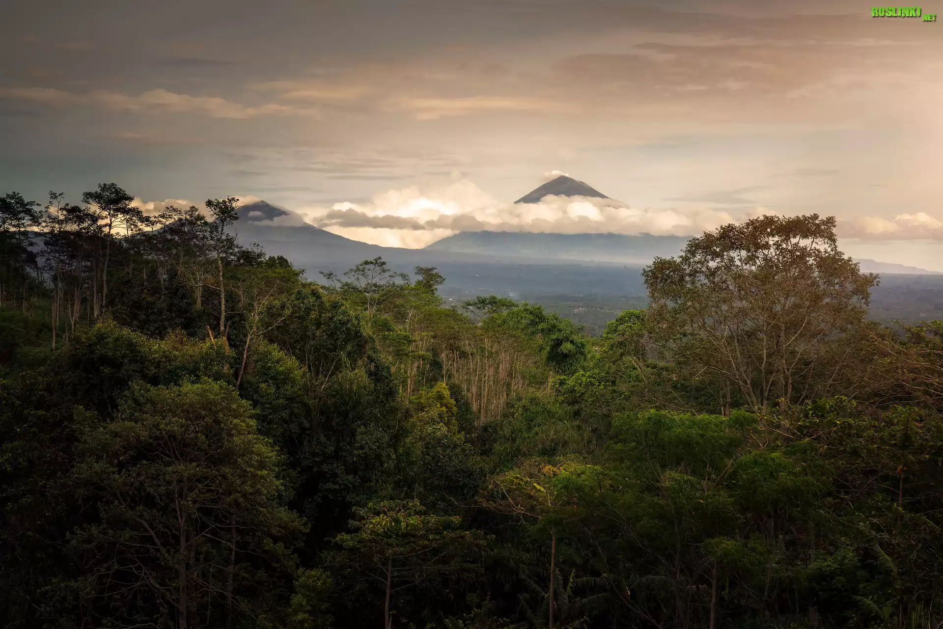 Las, Drzewa, Góry, Bali, Indonezja