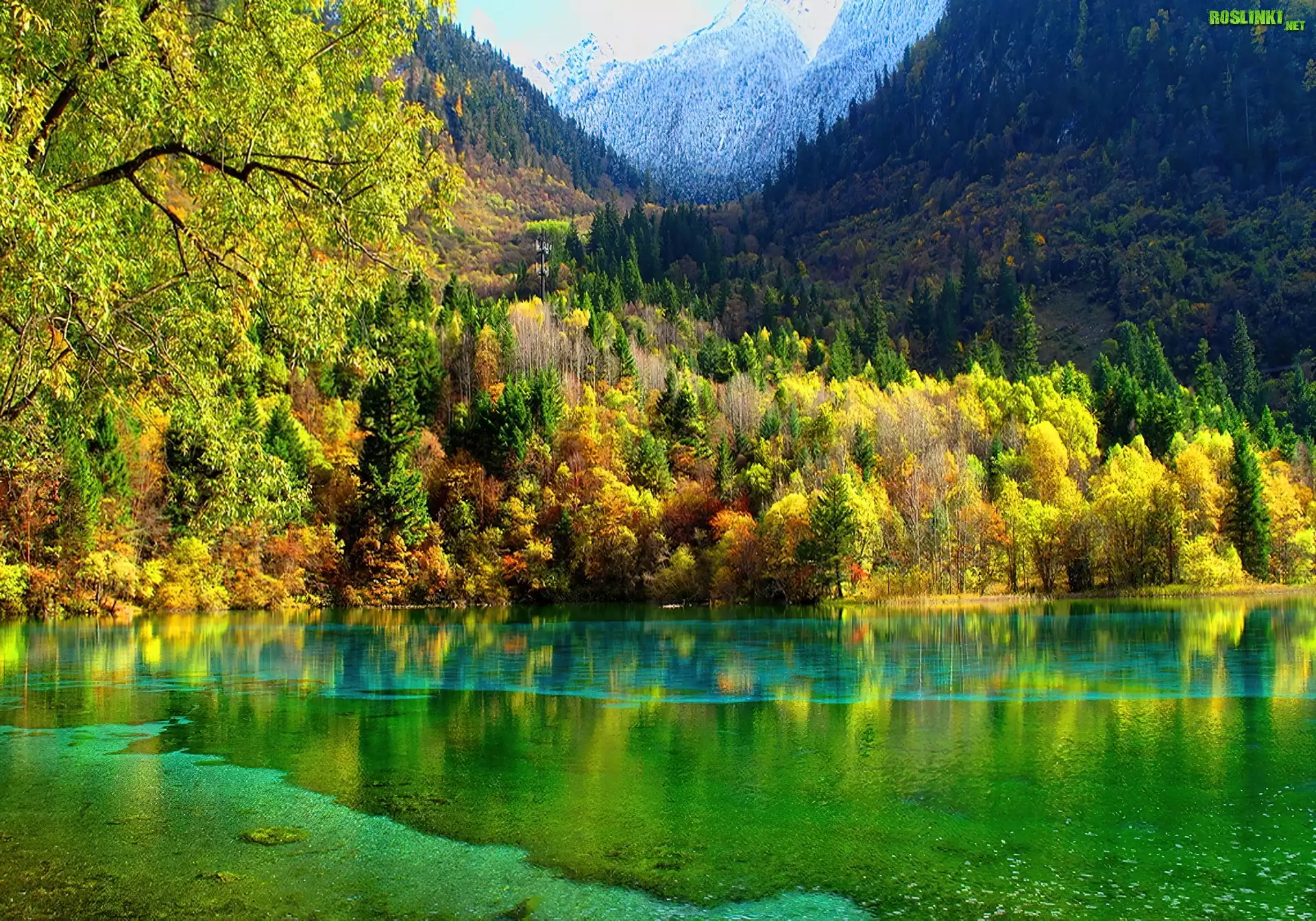 Góry, Drzewa, Jezioro