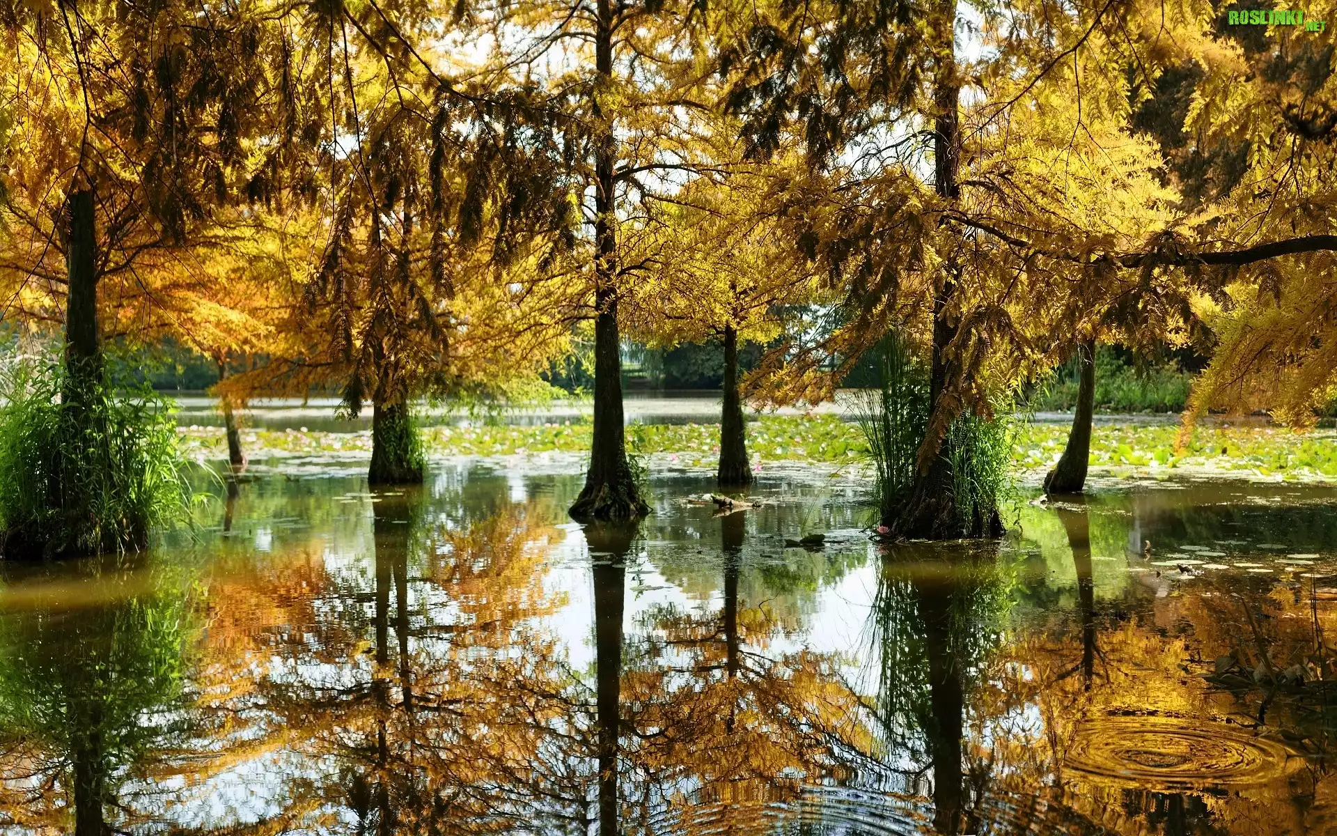 Jesień, Drzewa, Moczary