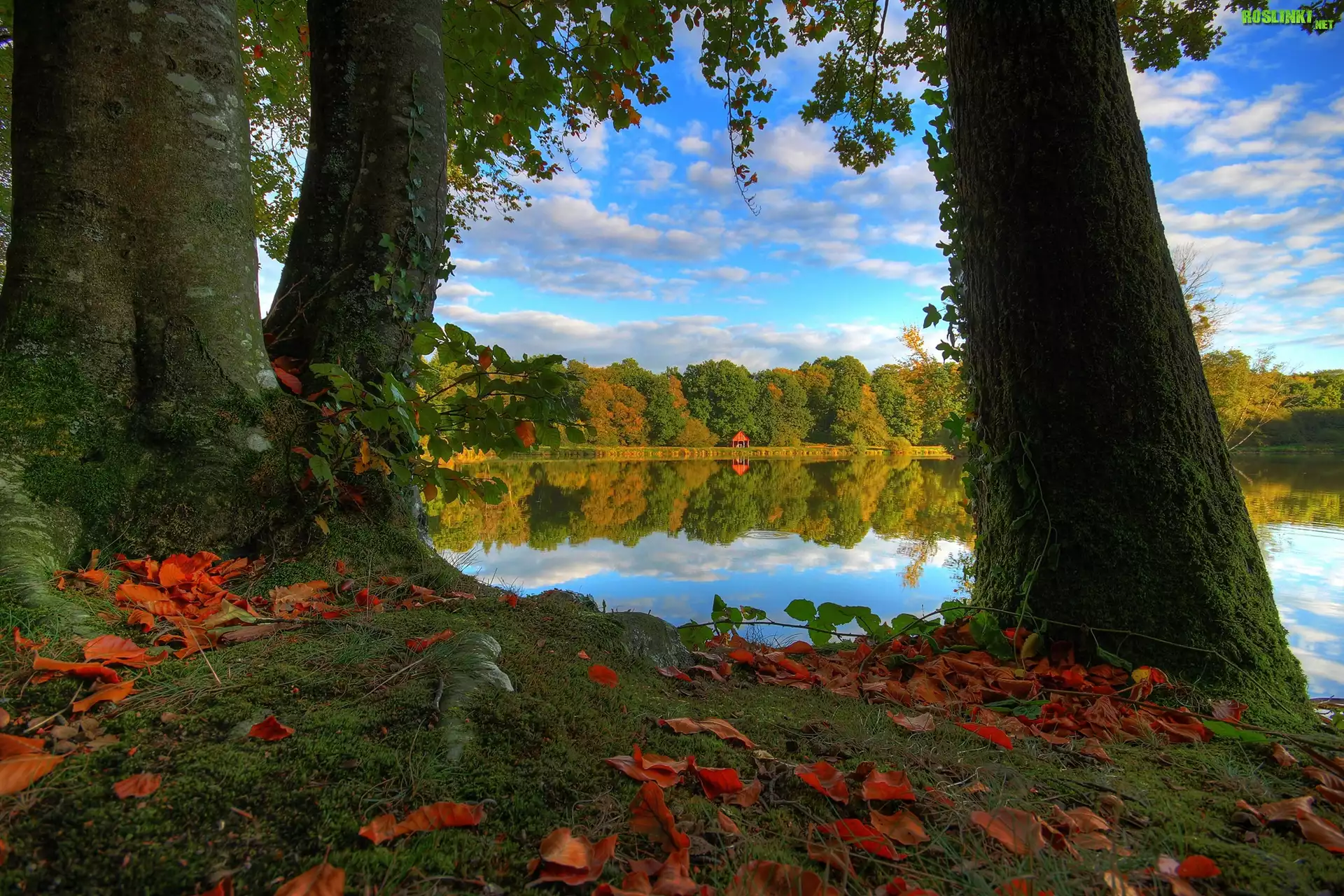 Drzewa, Liście, Jesień, Jezioro, Altanka