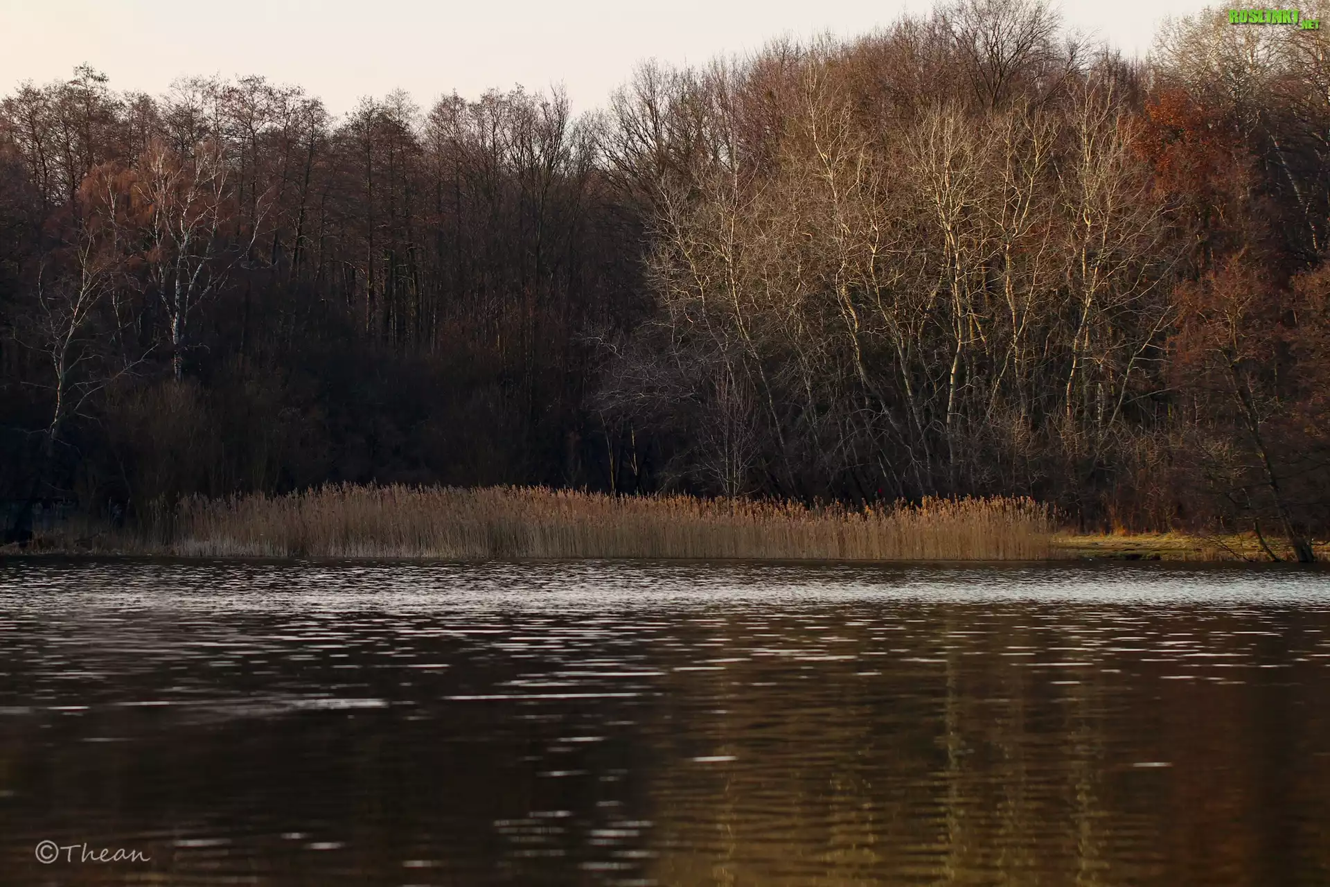 Jezioro, Drzewa, Przedwiośnie