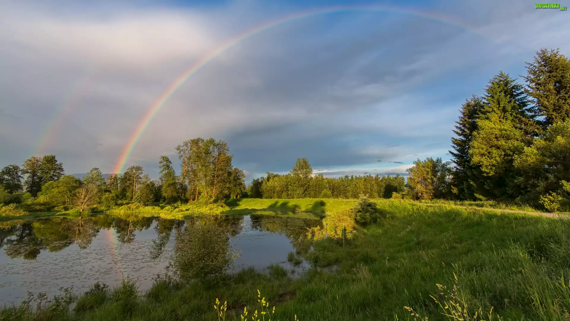 Jezioro, Drzewa, Tęcza