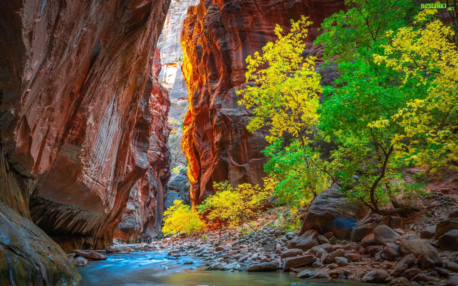Kanion, Rzeka, Virgin River, Drzewa, Kamienie, Skały, Park Narodowy Zion, Stan Utah, Stany Zjednoczone
