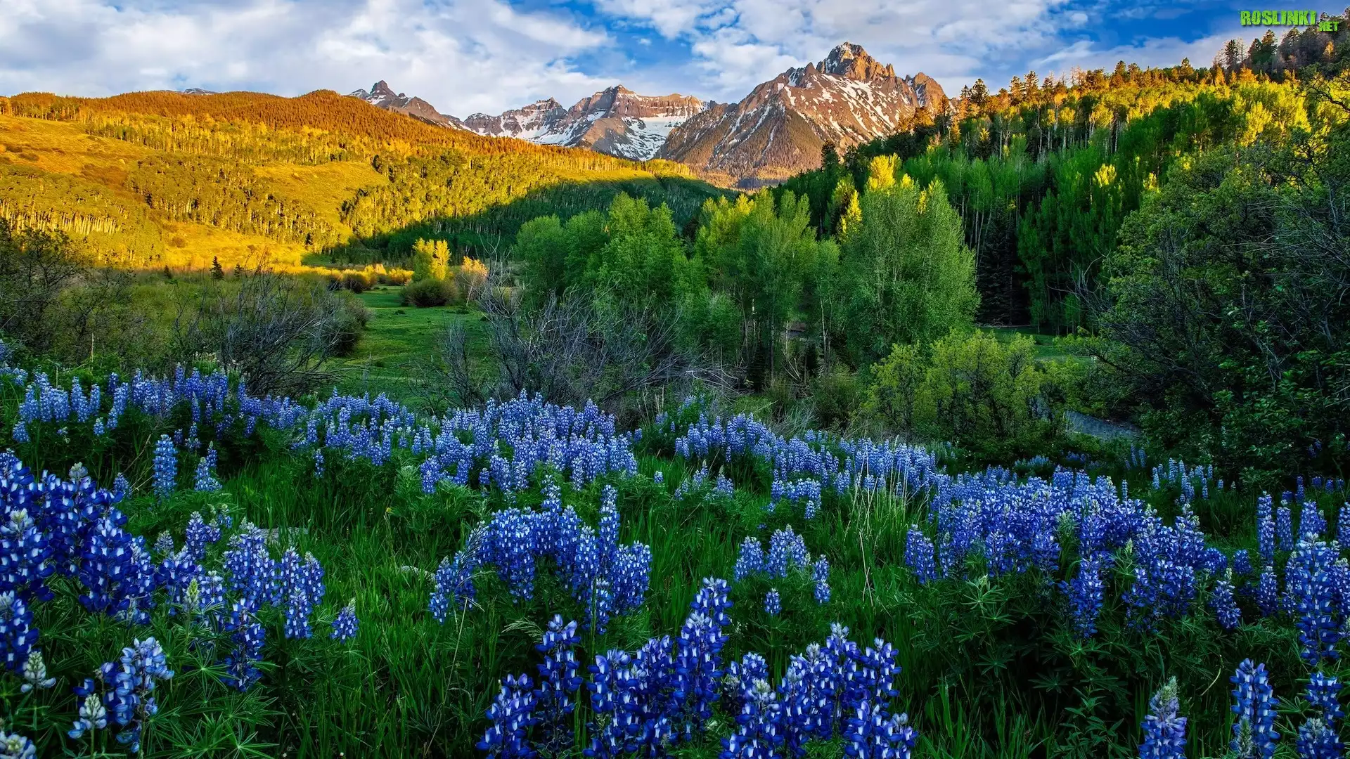 Stany Zjednoczone, Kolorado, Góry, San Juan Mountains, Mount Sneffels, Drzewa, Łąka, Łubin