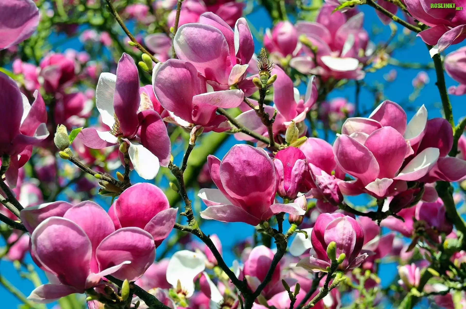 Kwiaty, Drzewa, Magnolii