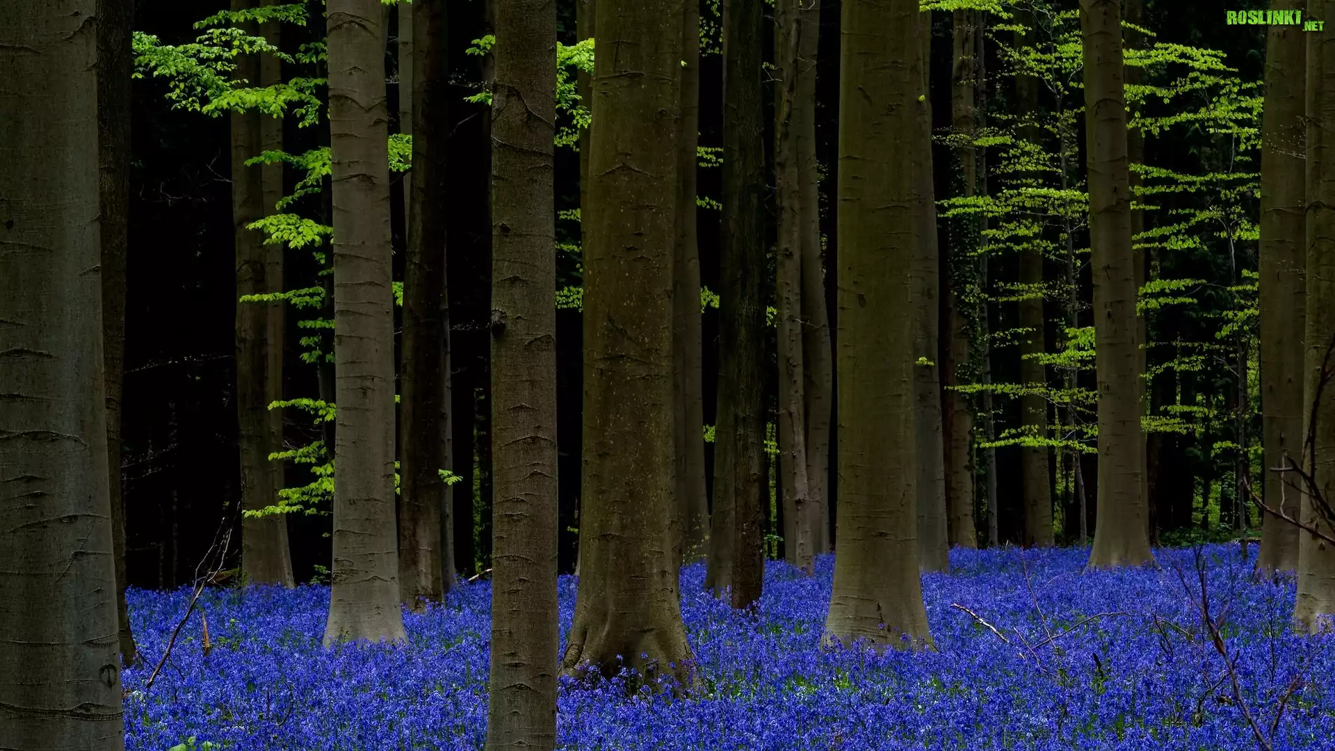 Las, Drzewa, Kwiaty, Hiacyntowce, Las Hallerbos, Belgia