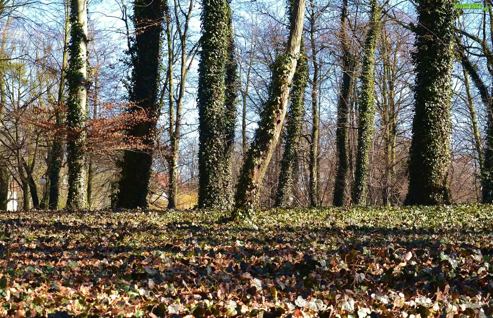 Drzewa, Liście