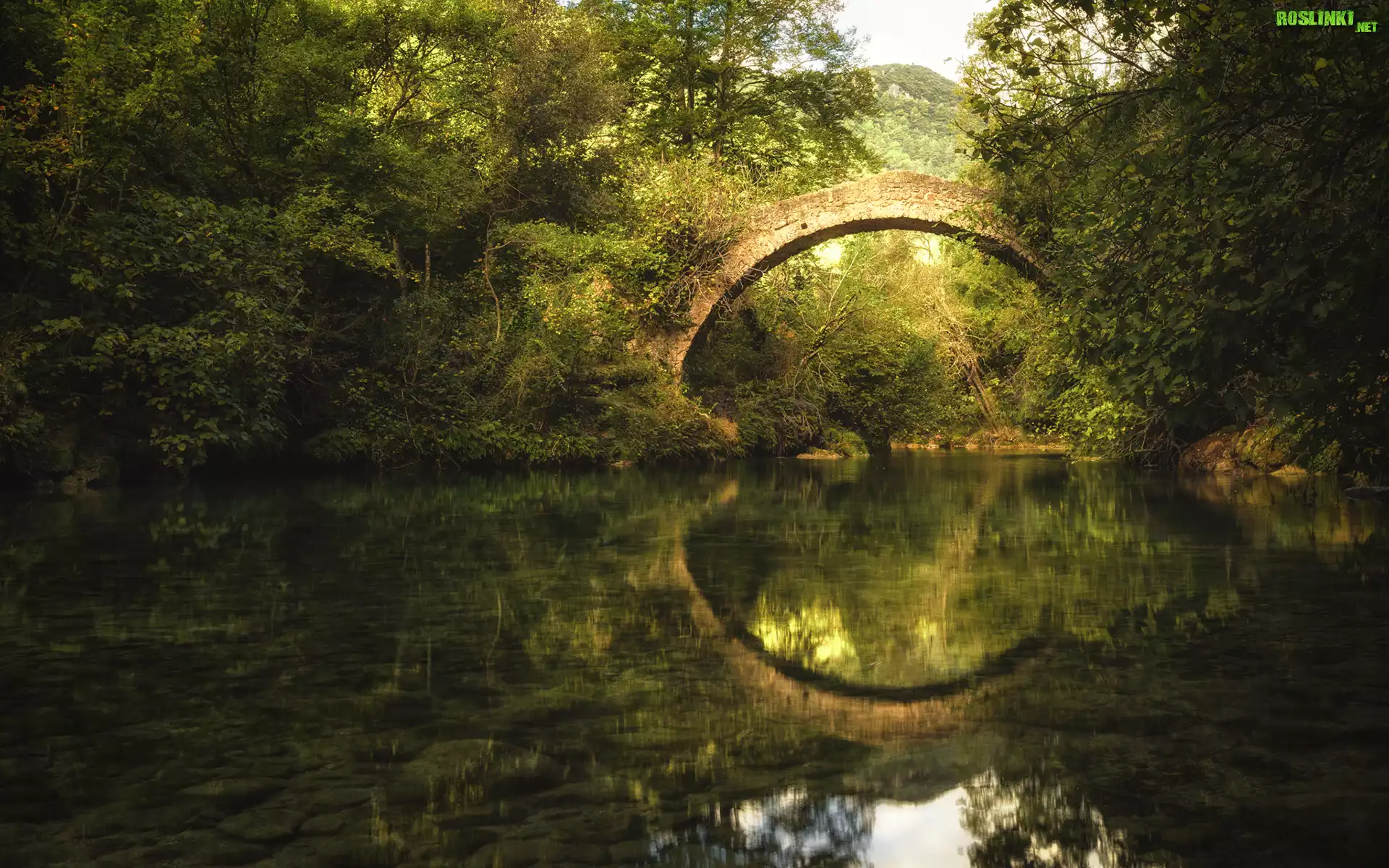 Las, Drzewa, Most, Pont Des Tuves, Rzeka Siagne, Odbicie, Montauroux, Francja