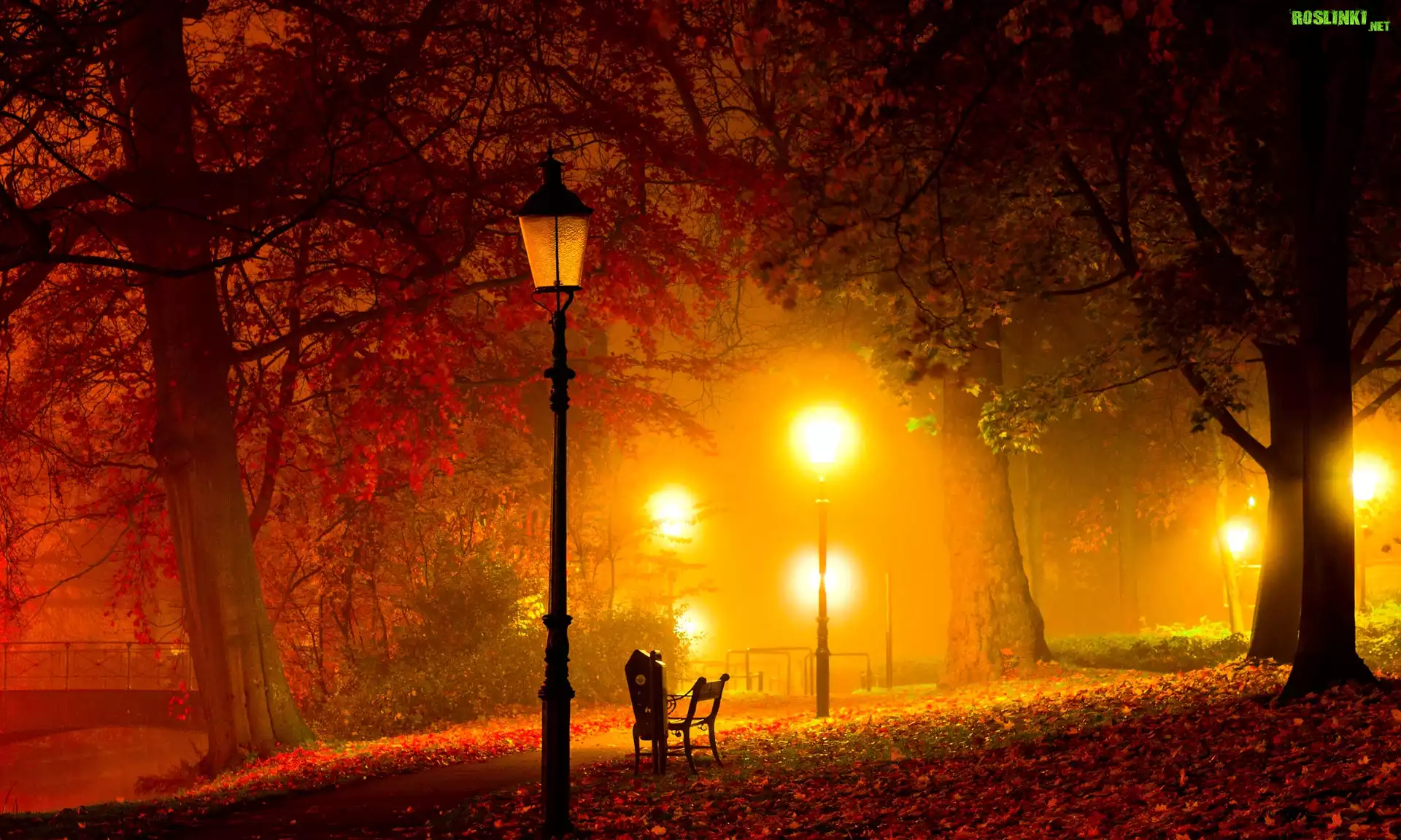 Drzewa, Liście, Park, Nocą, Latarnie
