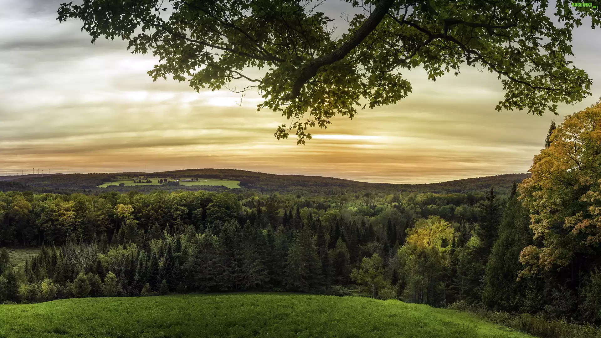 Kanada, Prowincja Nowy Brunszwik, Saint-Jacques, Wzgórza, Lasy, Drzewa