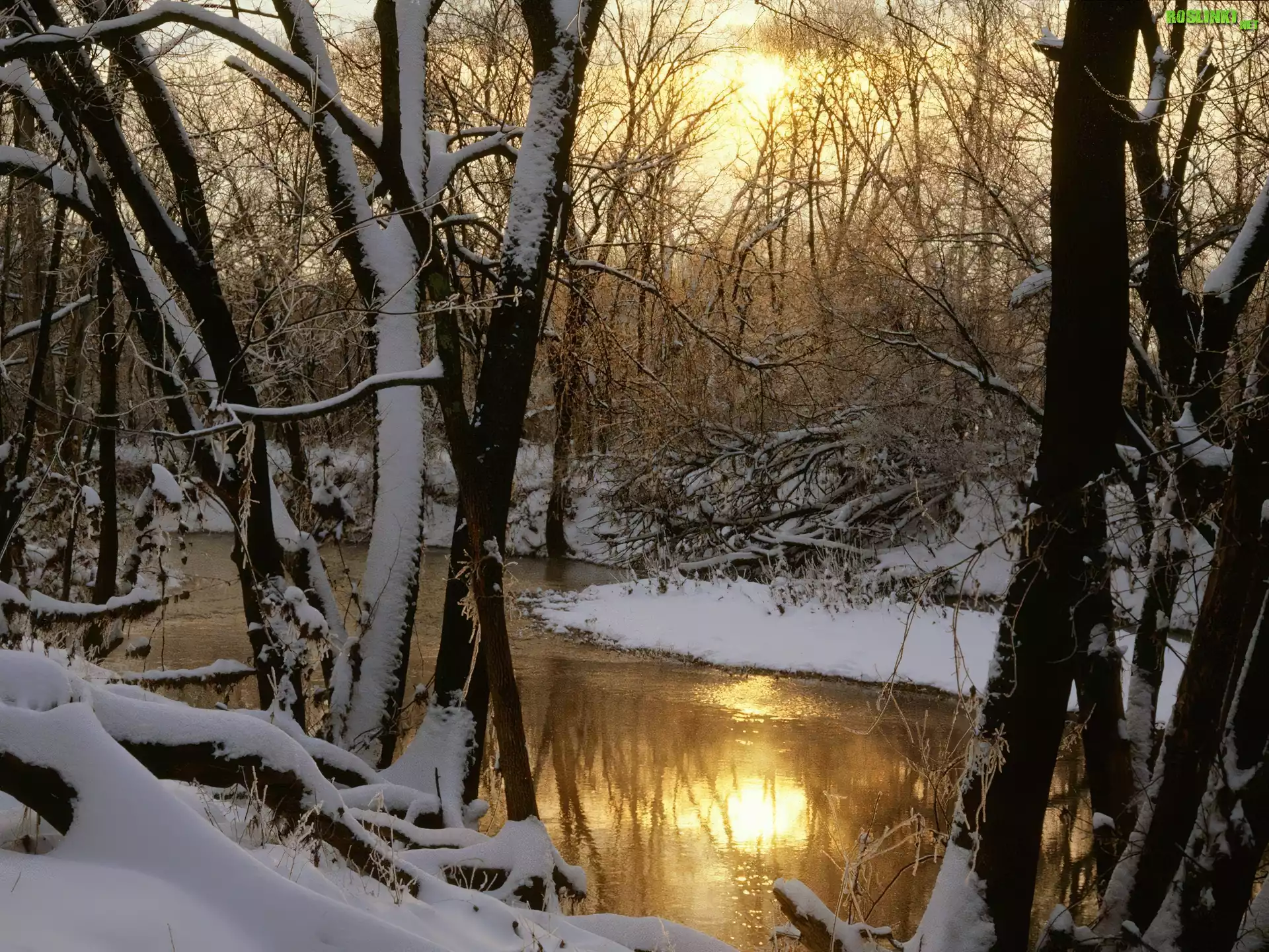 Ośnieżone, Drzewa, Rzeka