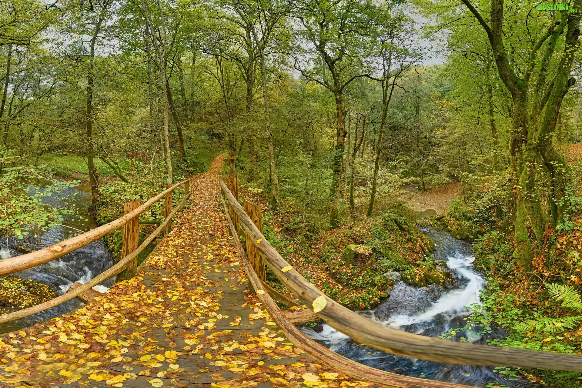 Niemcy, Nadrenia-Palatynat, Leienkaul, Most, Park, Rzeka, Jesień, Drzewa