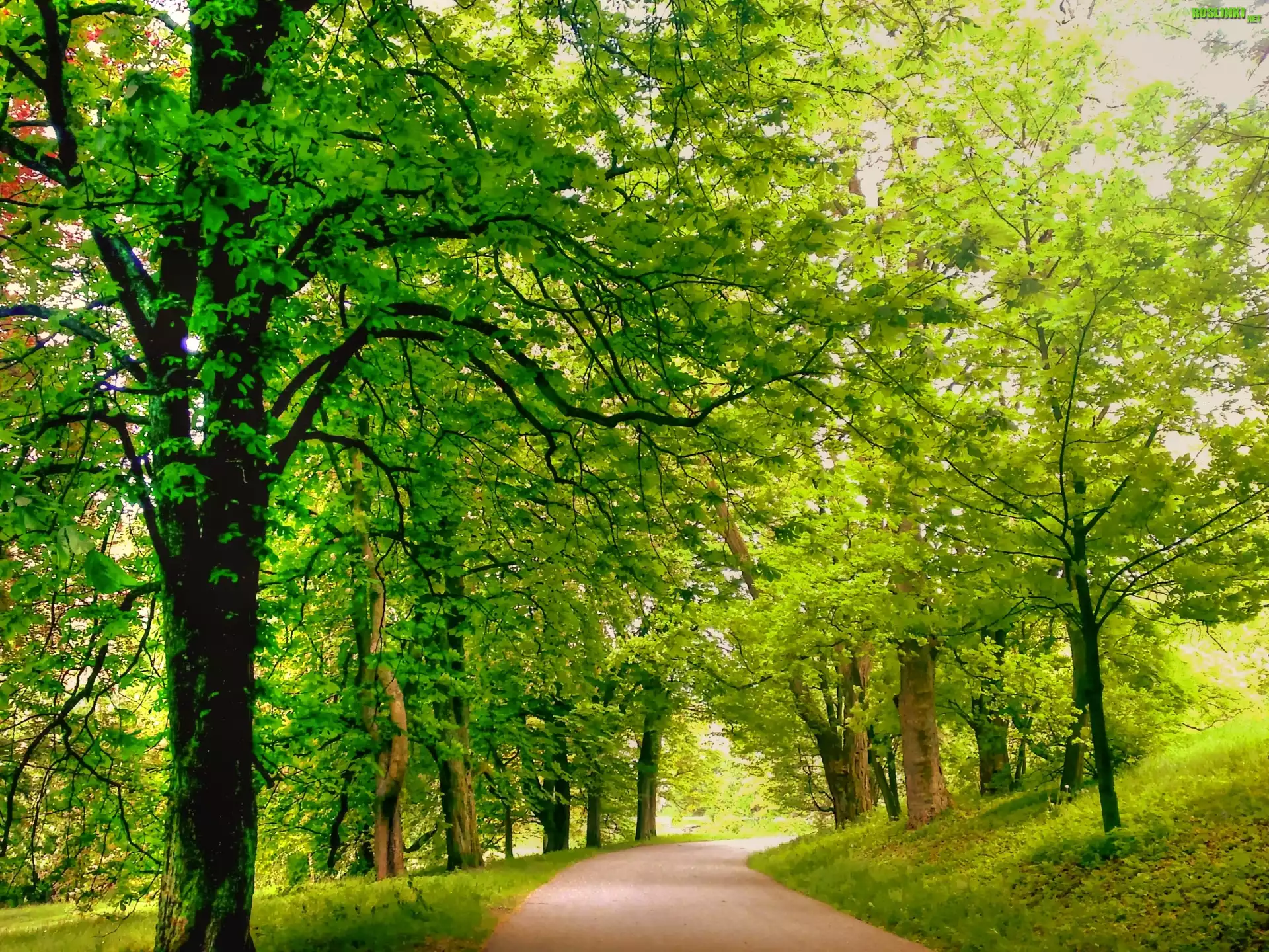 Park, Drzewa, Droga