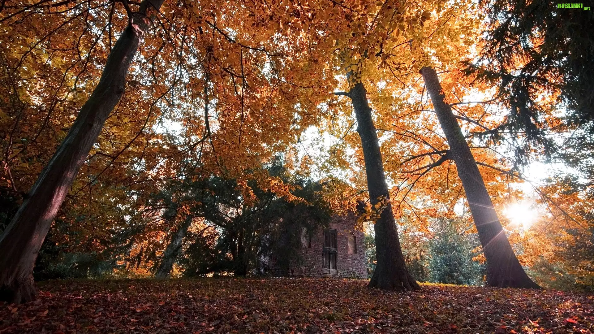 Park, Drzewa, Dom, Liście, Promienie słońca, Jesień