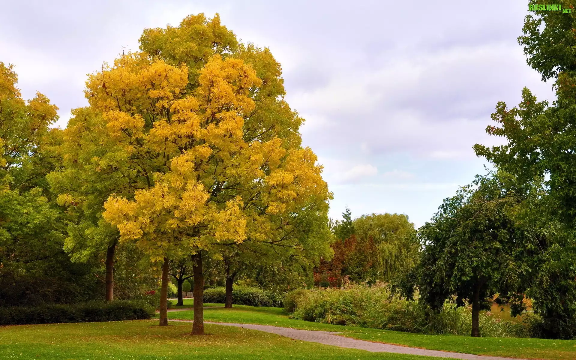 Park, Drzewa, Jesień