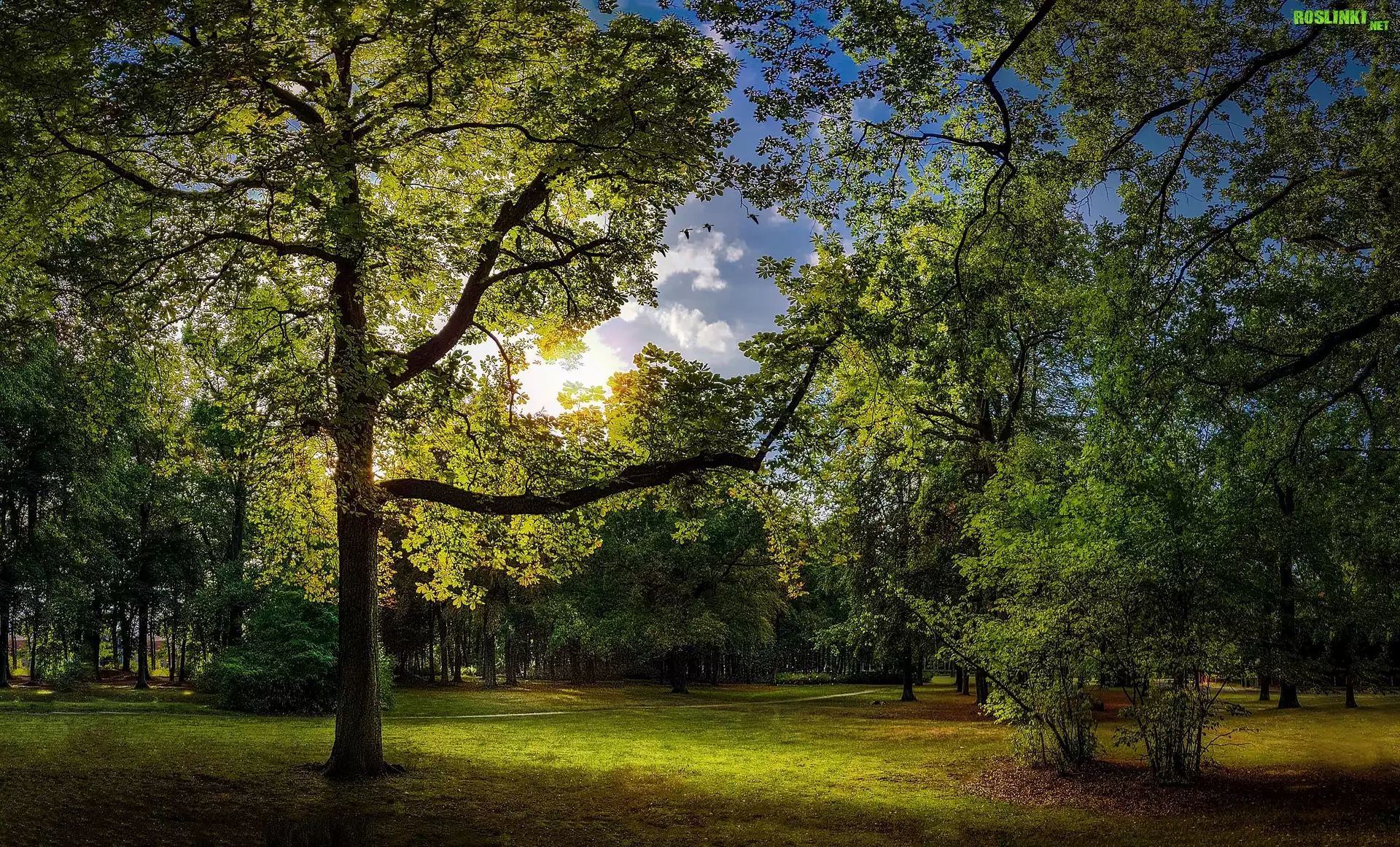 Park, Drzewa, Krzewy