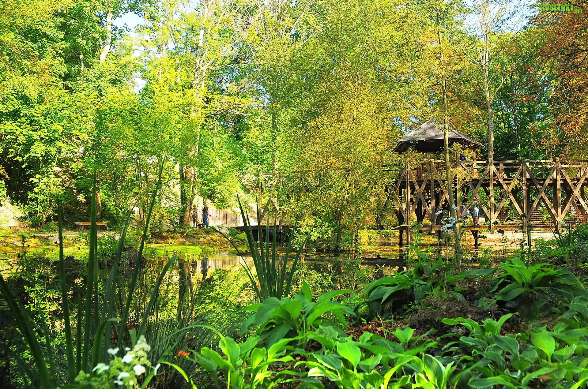 Park, Drzewa, Roślinność