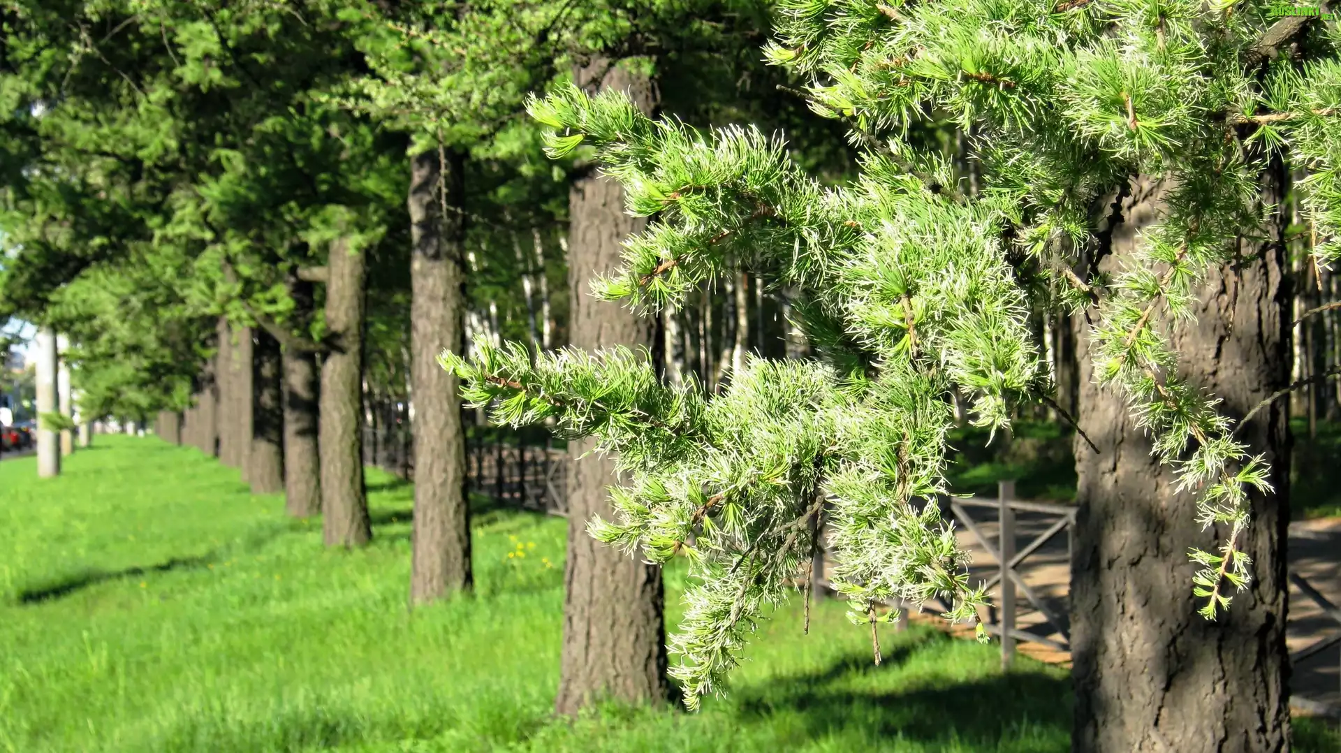 Park, Drzewa, Trawa