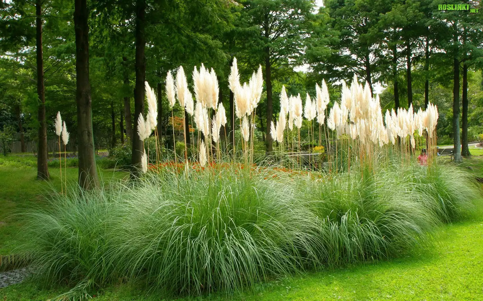 Park, Drzewa, Trawy
