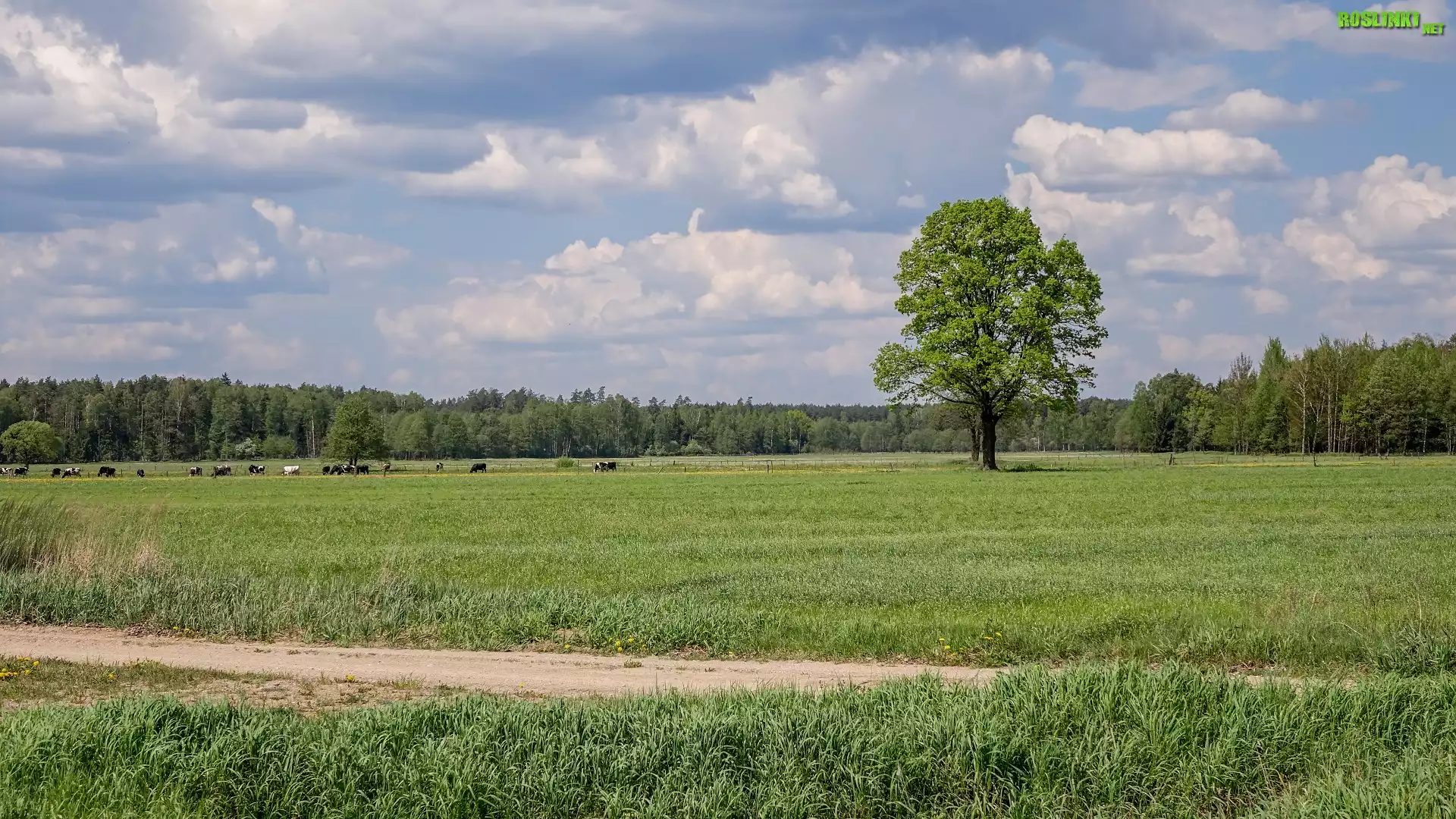 Łąki, Pastwisko, Krowy, Drzewa, Droga