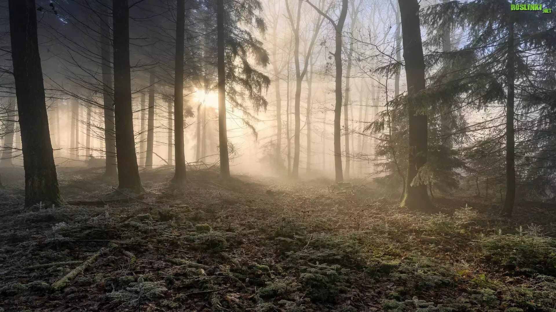 Wysokie, Drzewa, Przebijające światło, Las
