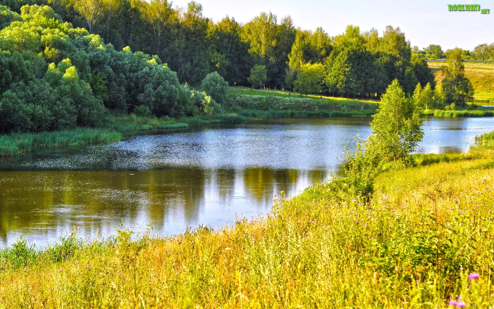Rzeka, Drzewa, Jesień