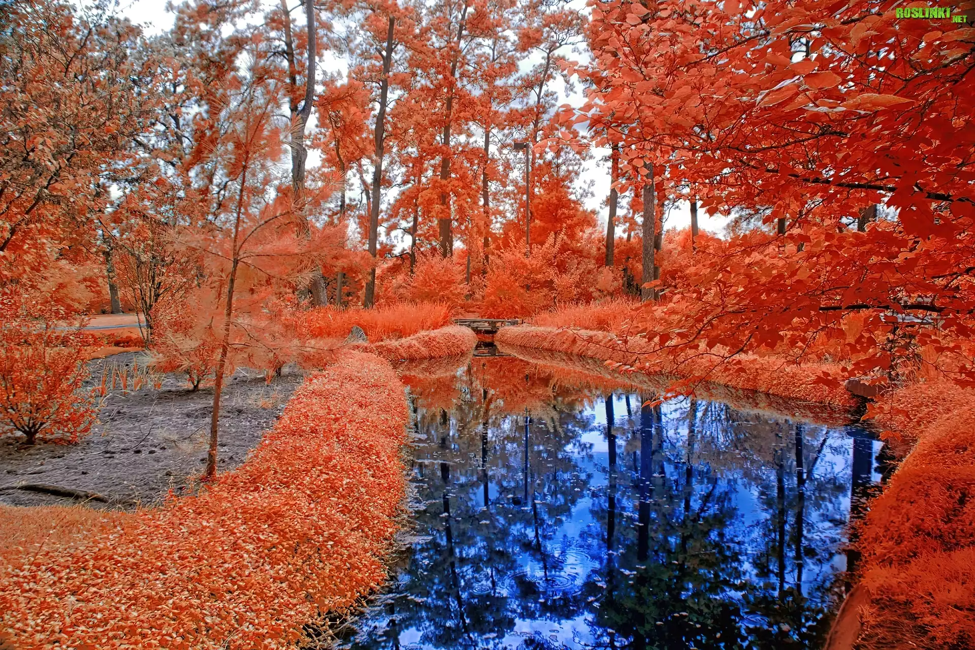 Drzewa, Liście, Rzeka, Jesień