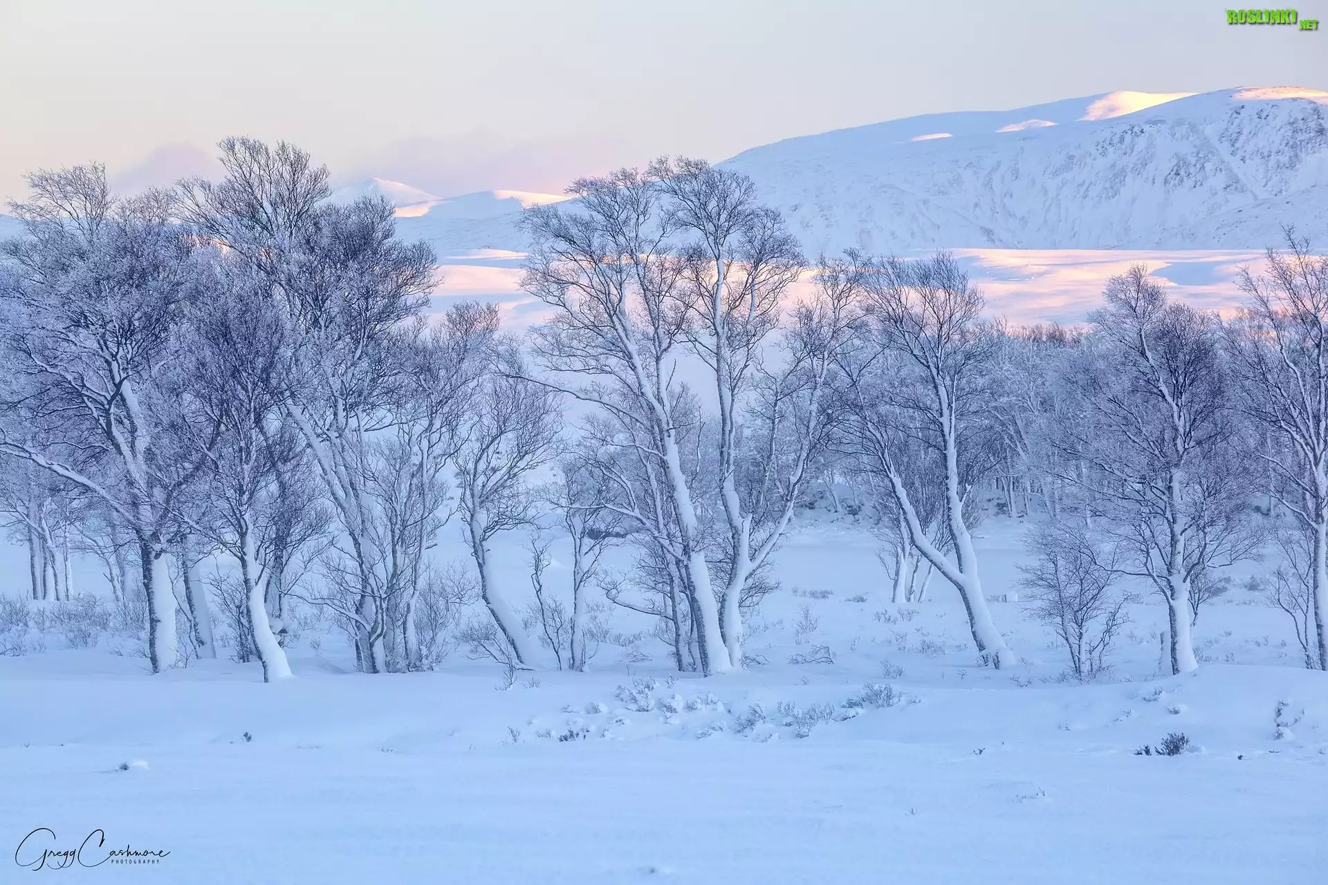 Zima, Drzewa, Góry Rannoch Moor, Wieś Glencoe, Szkocja