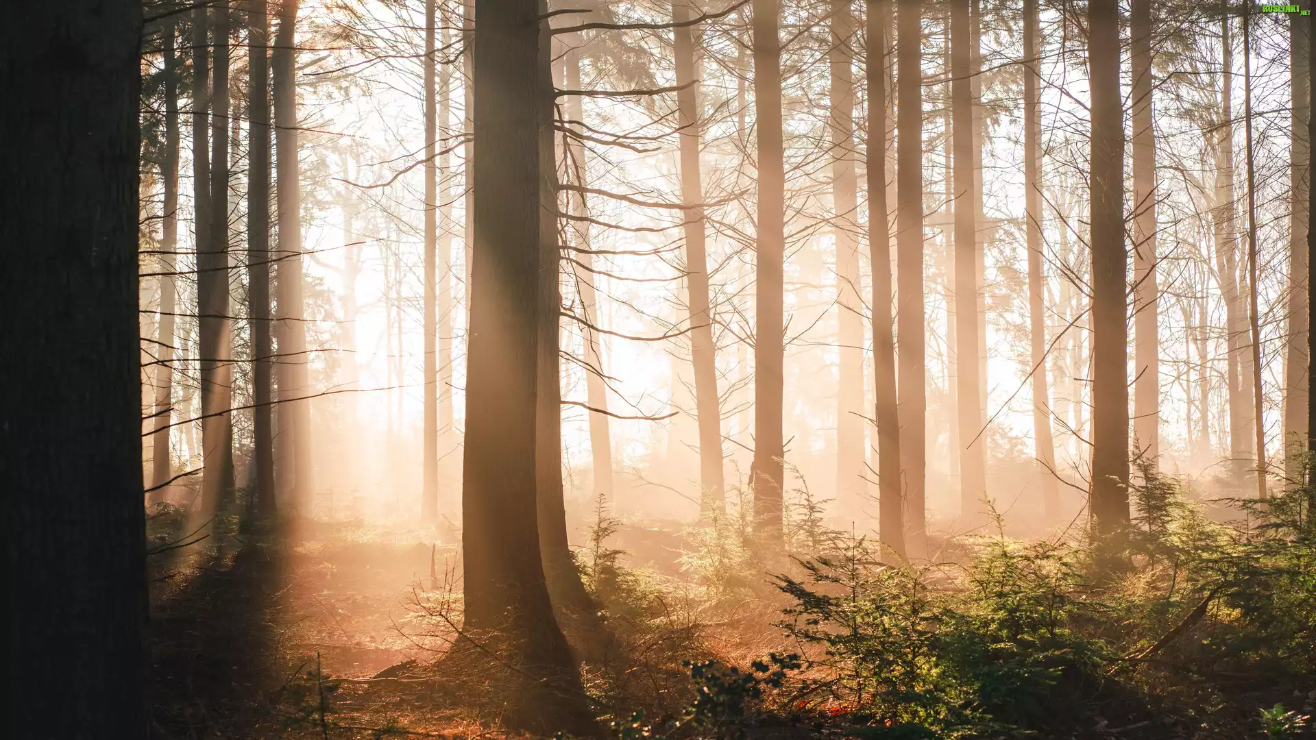 Drzewa, Las, Słońce, Światło, Mgła