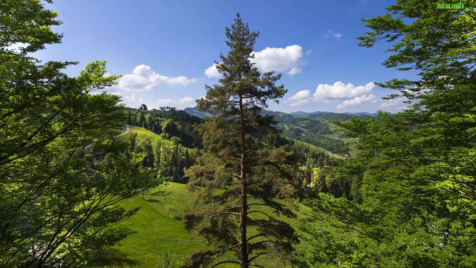 Wzgórza, Drzewa, Roślinność