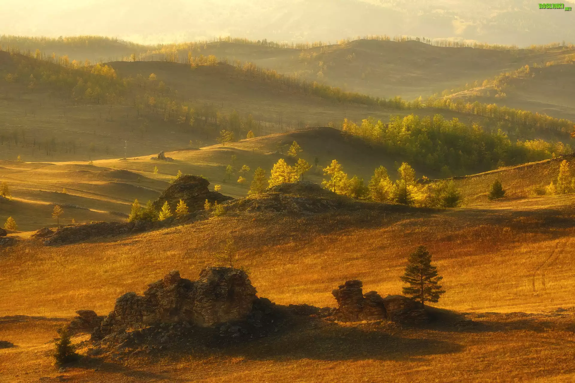 Wzgórza, Drzewa, Skałki