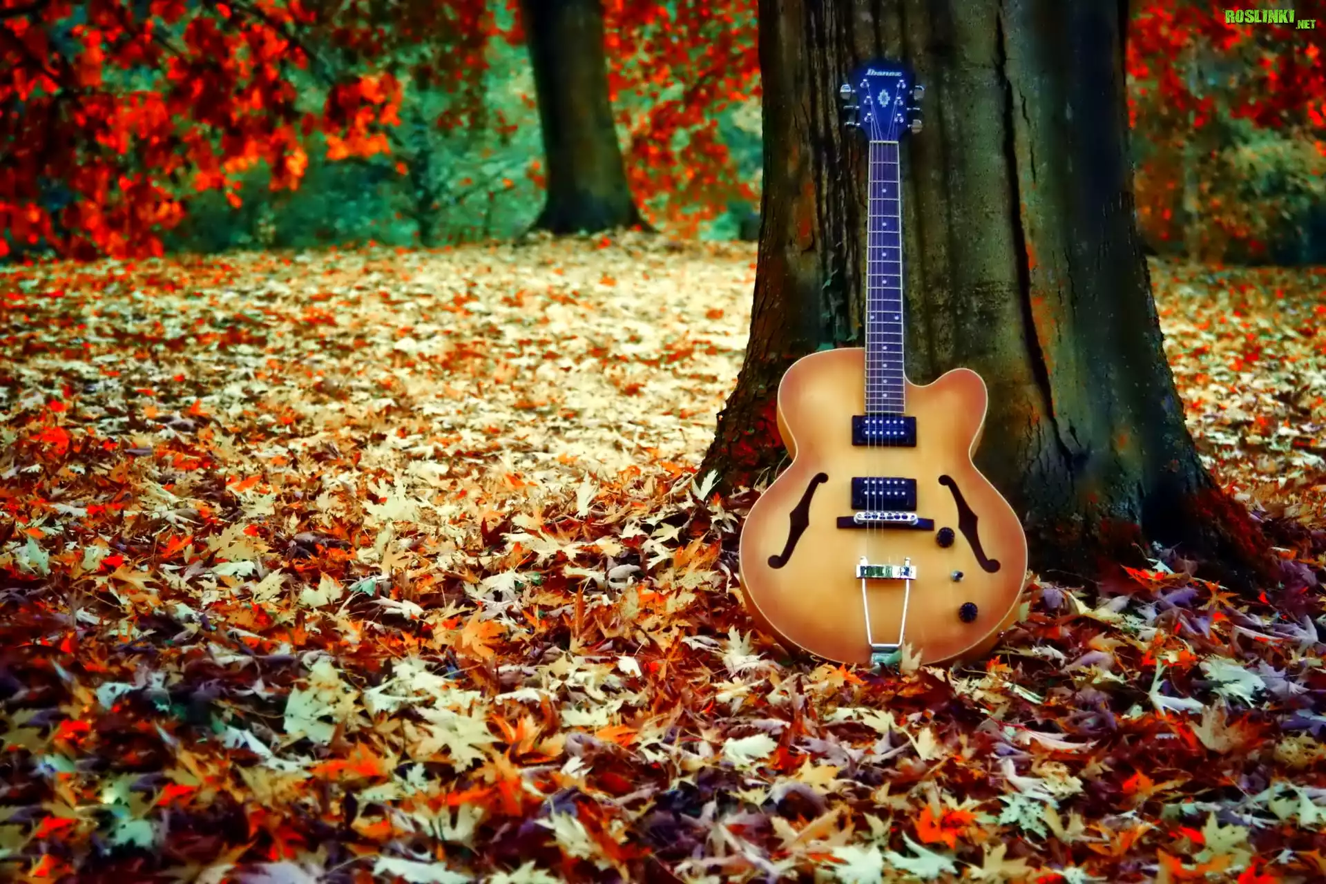 Gitara, Drzewo, Liście