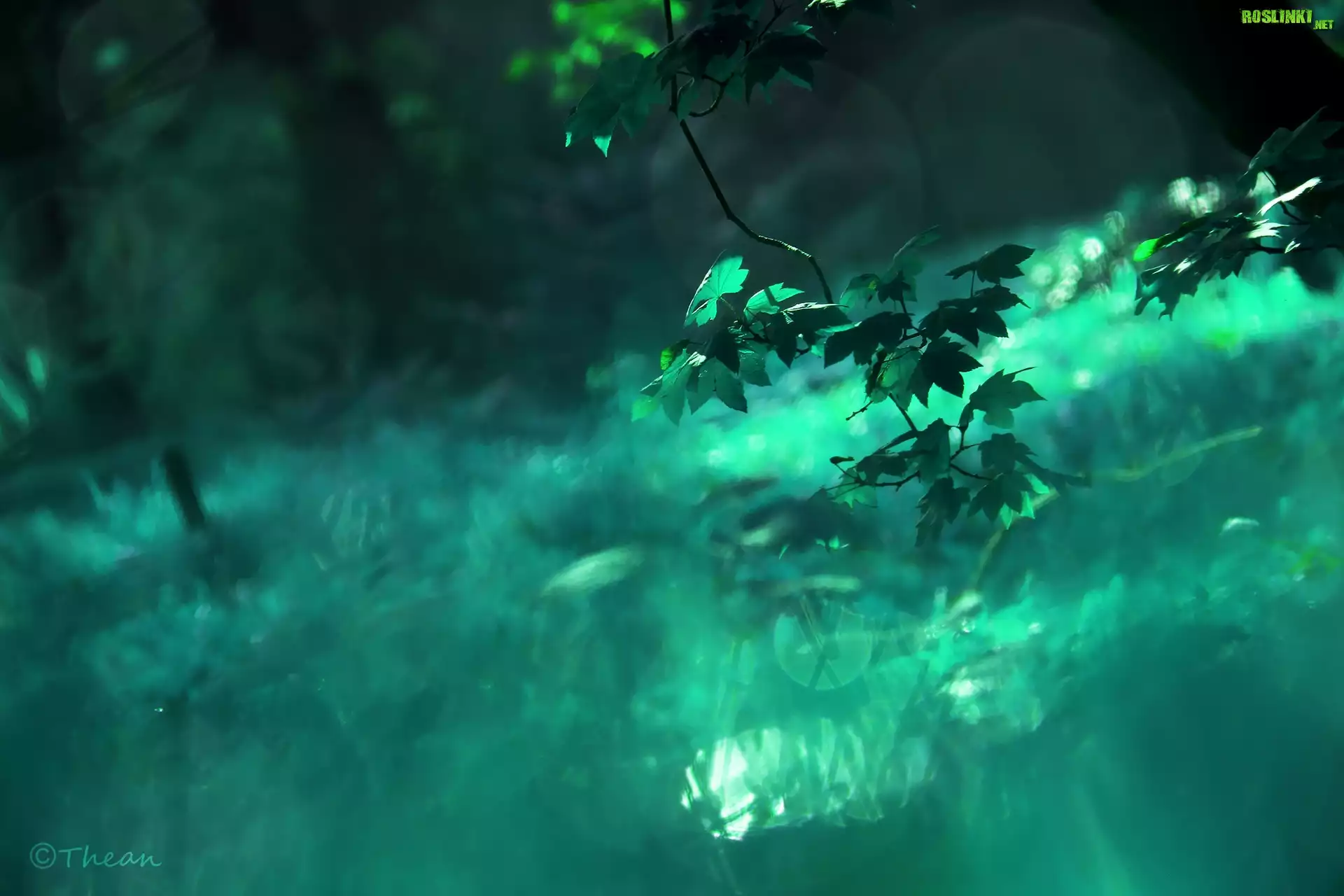 Liście, Drzewo, Bokeh