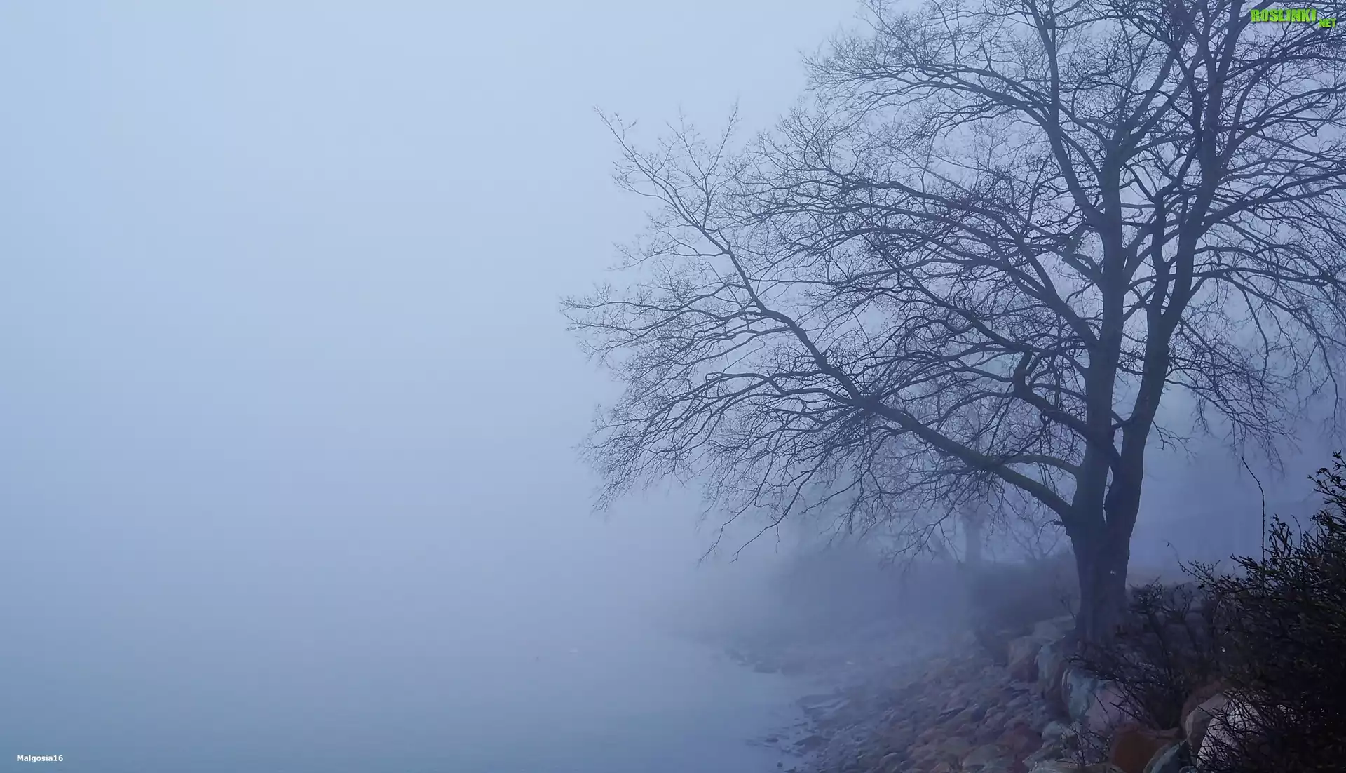 Drzewo, Mgła