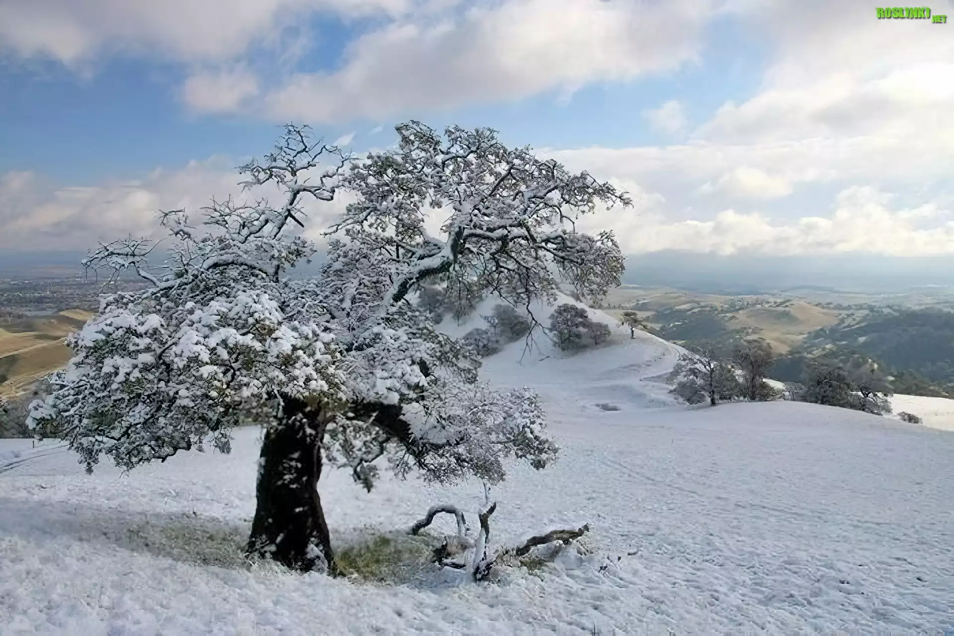 Śnieg, Drzewo, Wzgórze
