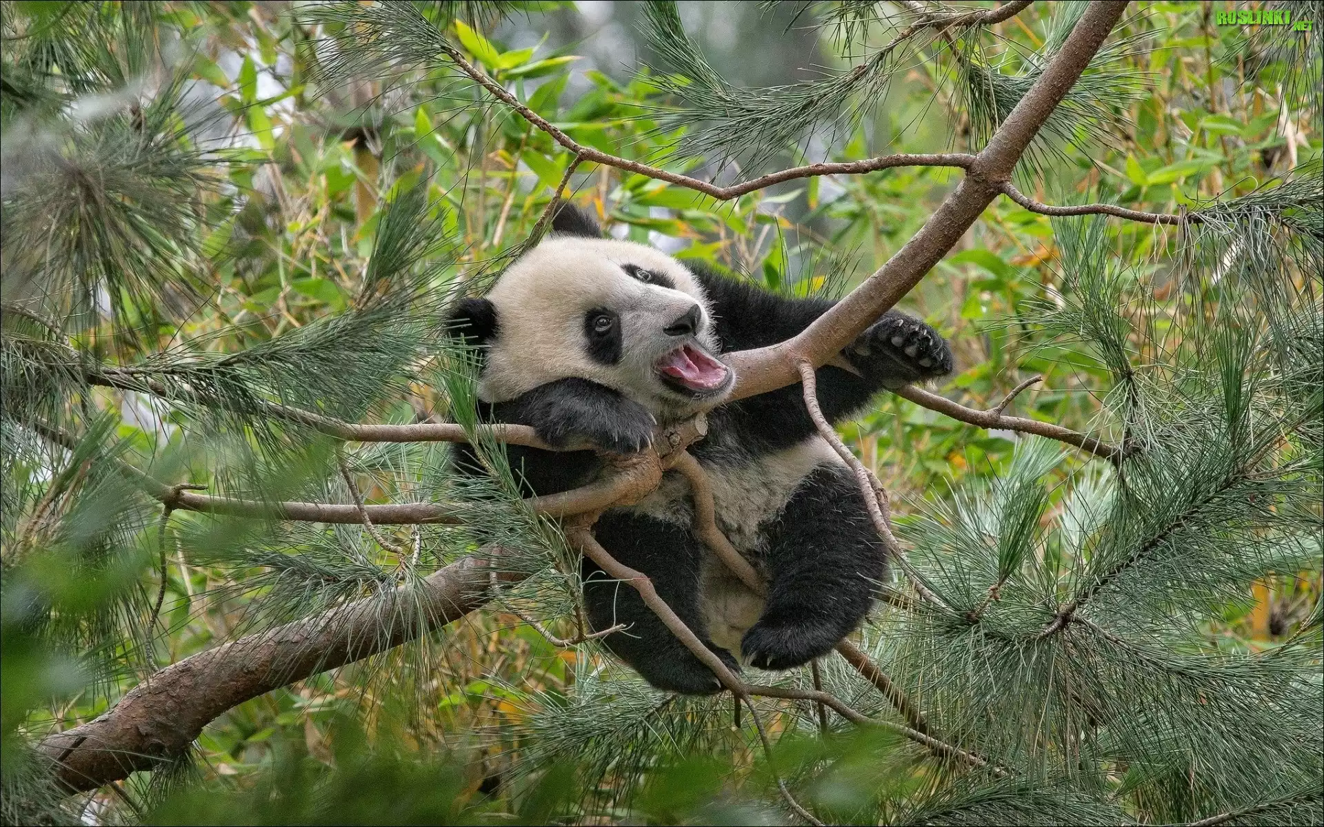 Panda, Drzewo, Las