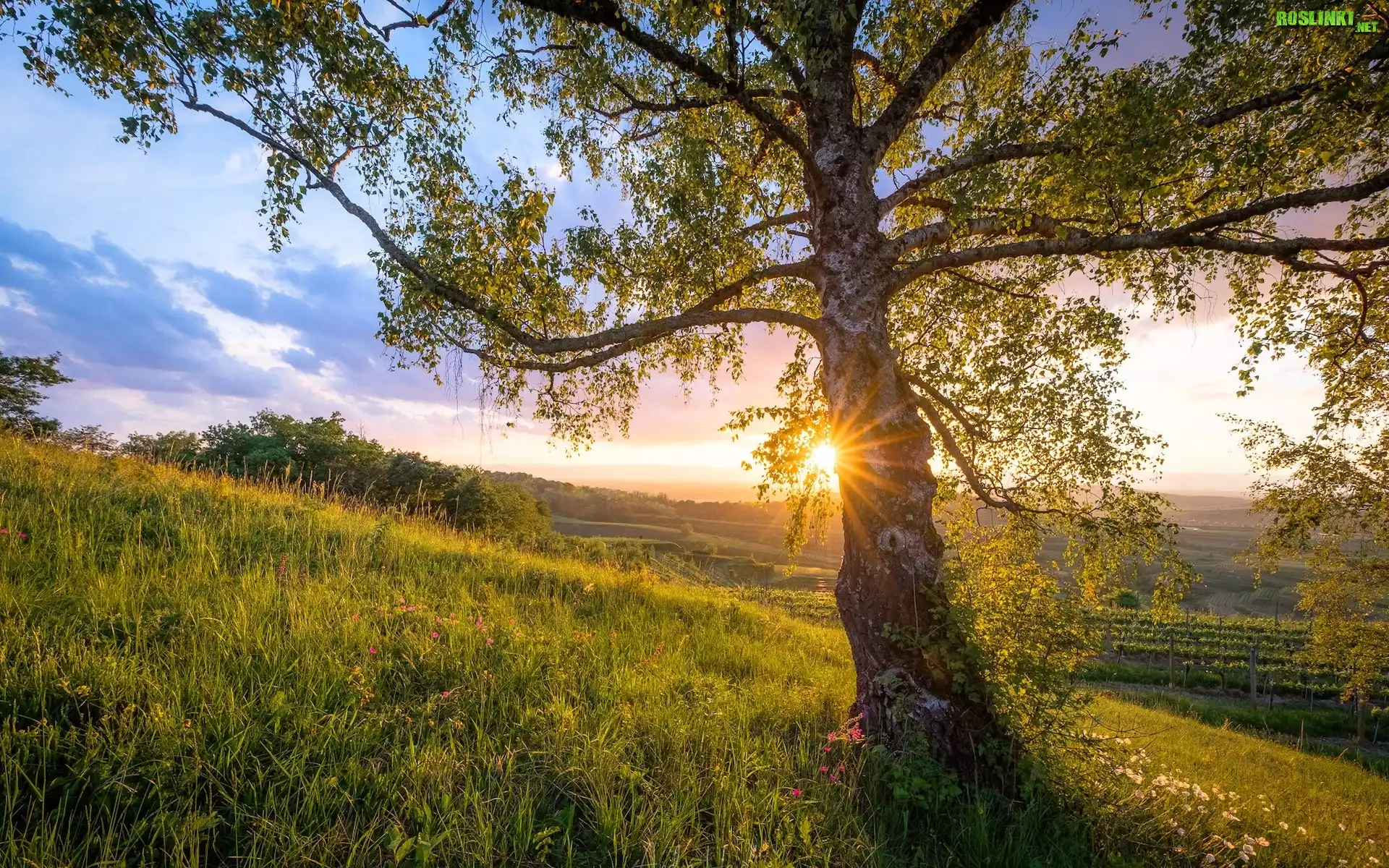 Niemcy, Kaiserstuhl, Wzgórze, Drzewo, Promienie słońca, Wiosna