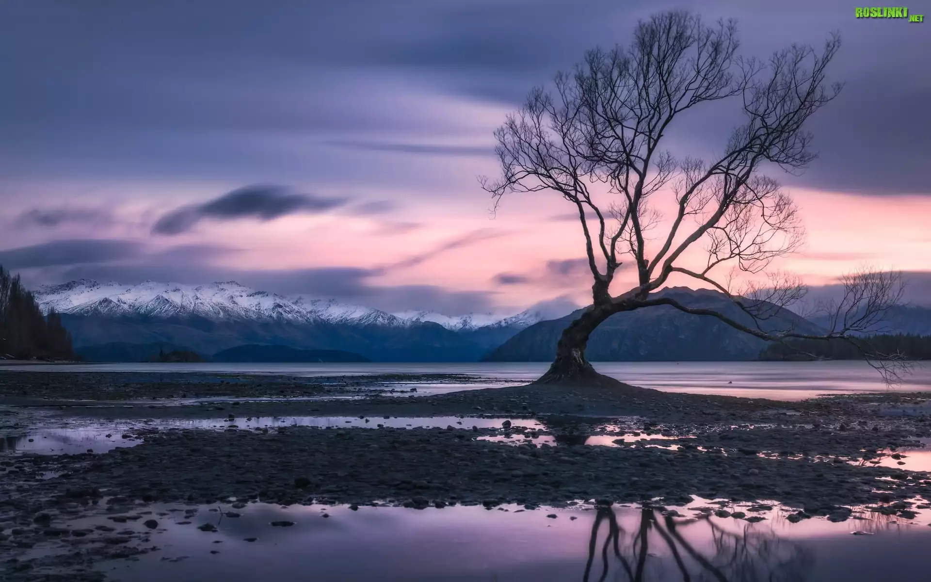 Bezlistne, Drzewo, Góry, Zima, Jezioro Wanaka, Nowa Zelandia